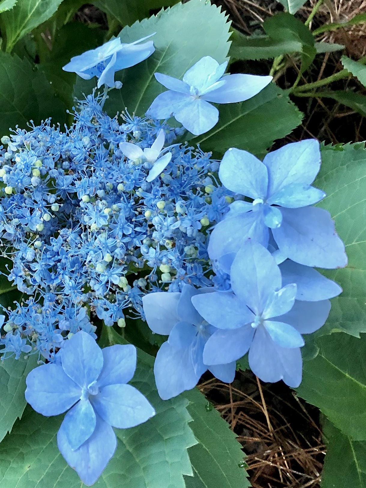 Tuff Stuff Ah-Ha Hydrangea  Spring Meadow - wholesale liners - Spring  Meadow Nursery