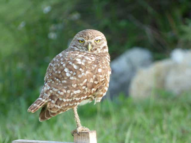 Cape Coral S Burrowing Owls Everything You Need To Know About The