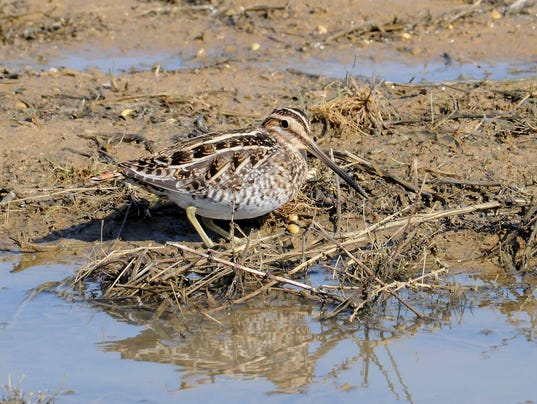 FOR THE BIRDS: Bird eyes differ from human eyes