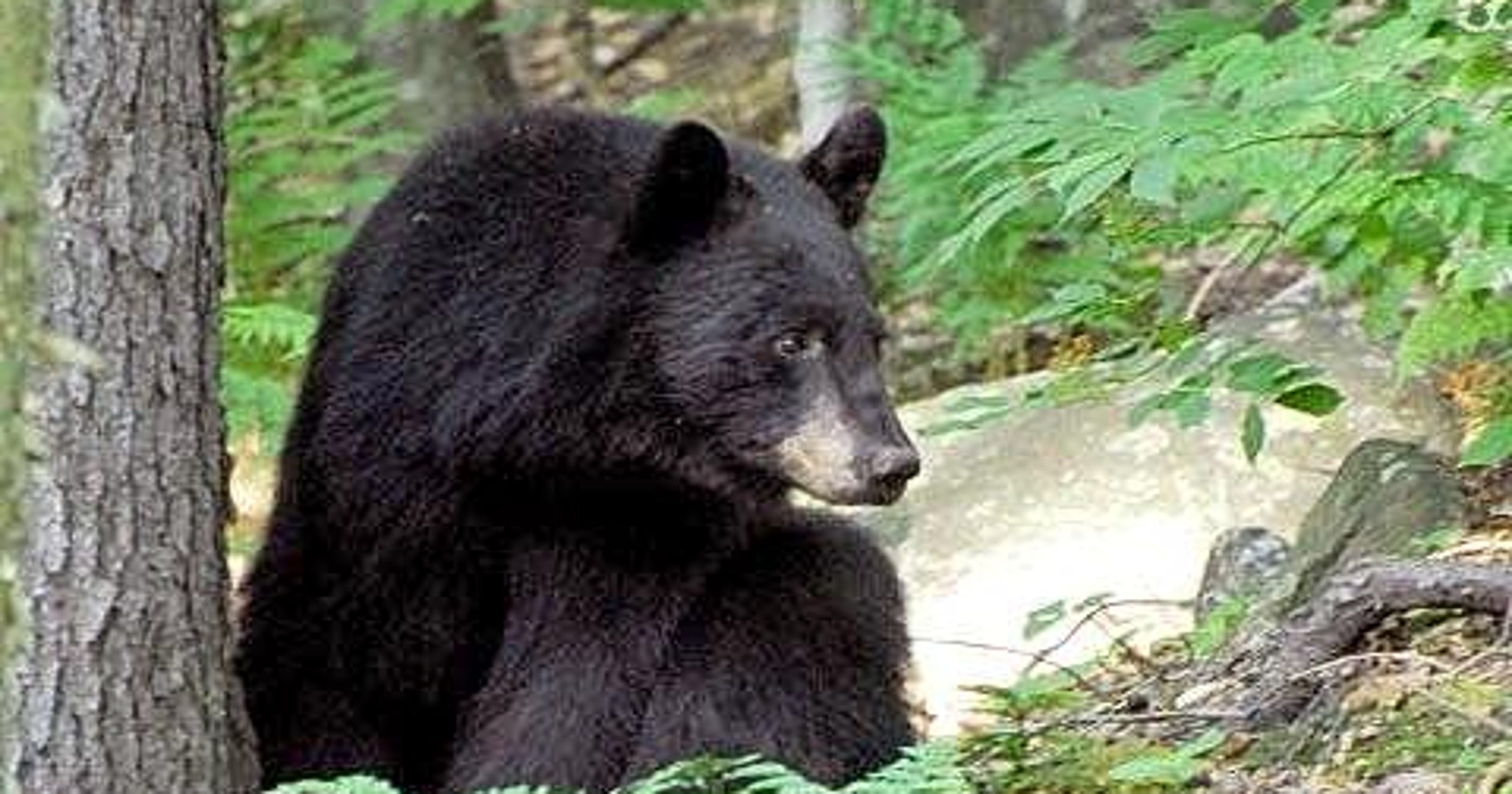 VT bear hunting season starts Sept. 1