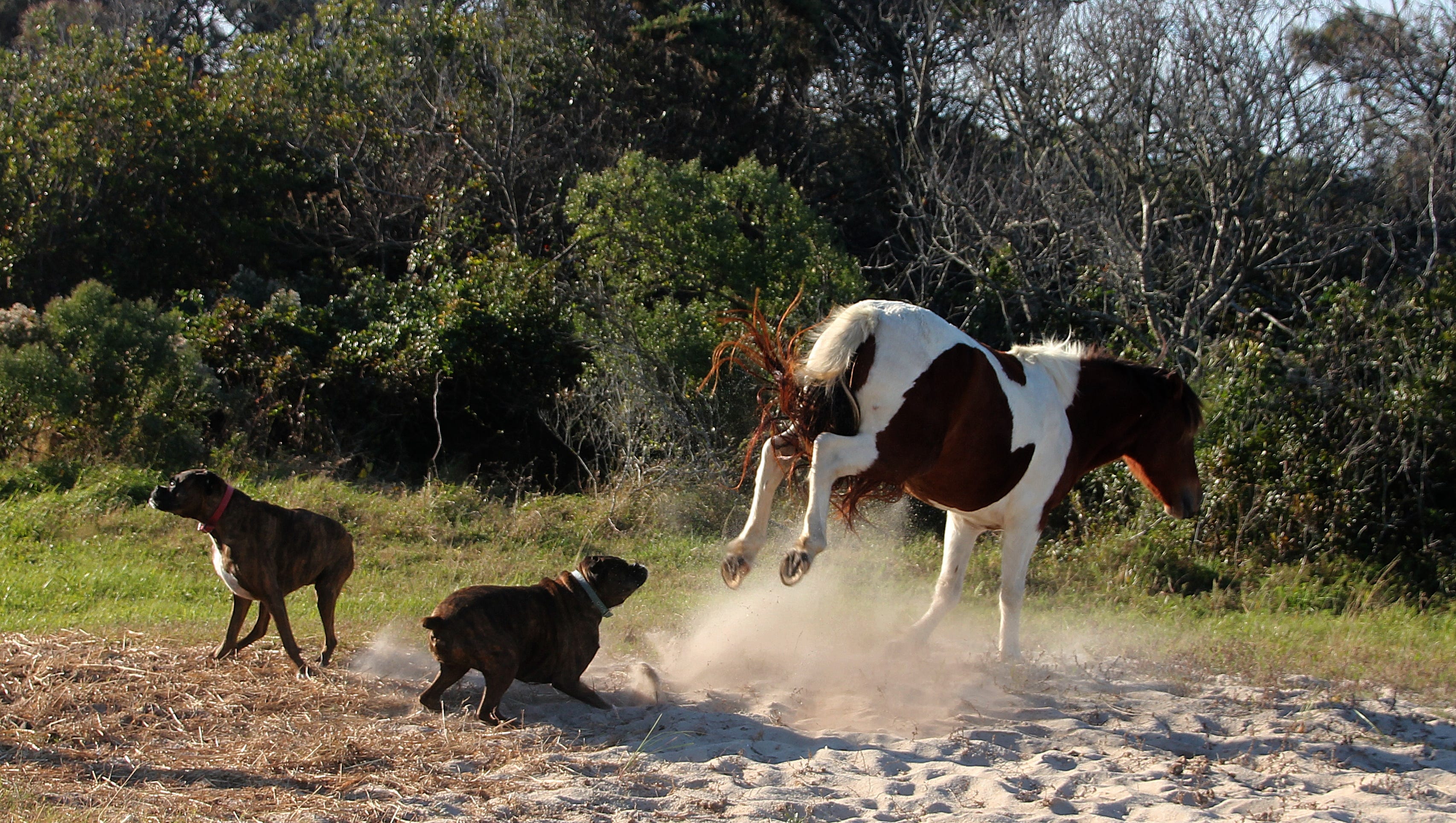 are dogs allowed at assateague