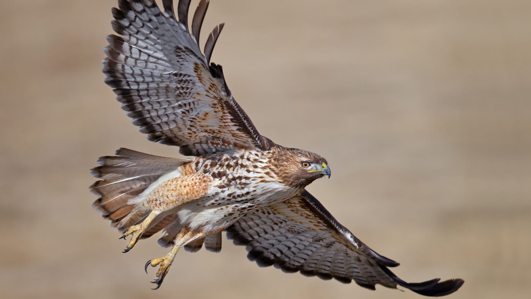 red tailed hawk missouri