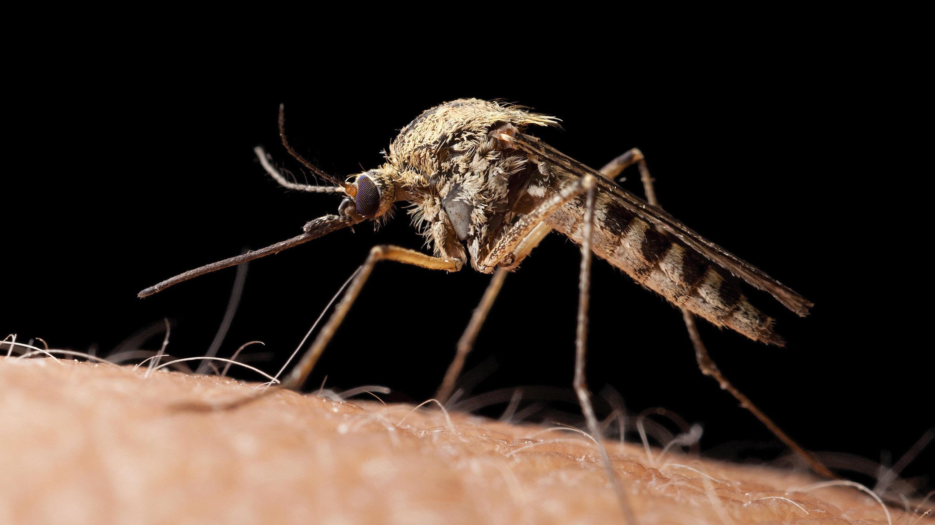West Nile virus detected in Mifflin Township mosquitoes