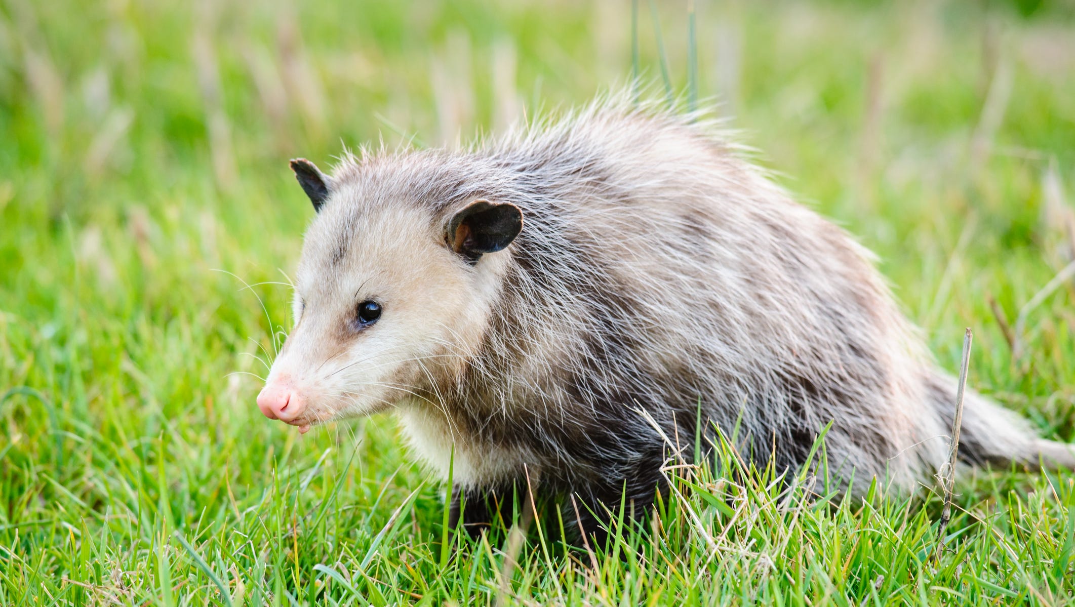 possum with rabies