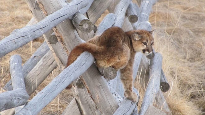 Juvenile mountain lion image is courtesy of the U.S. Fish and Wildlife Service