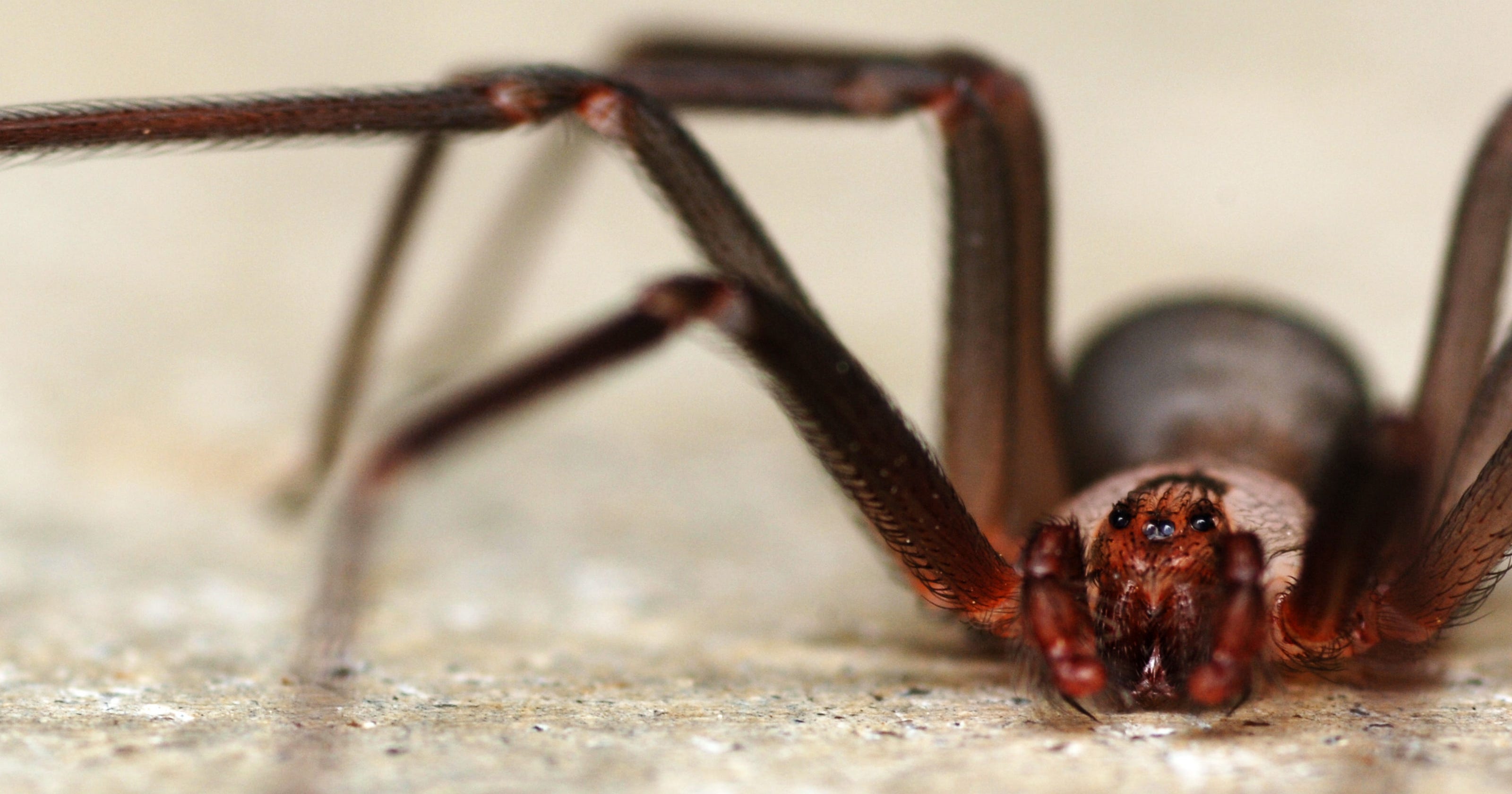 Here Are The Two Venomous Spiders Found Natively In Middle Tennessee