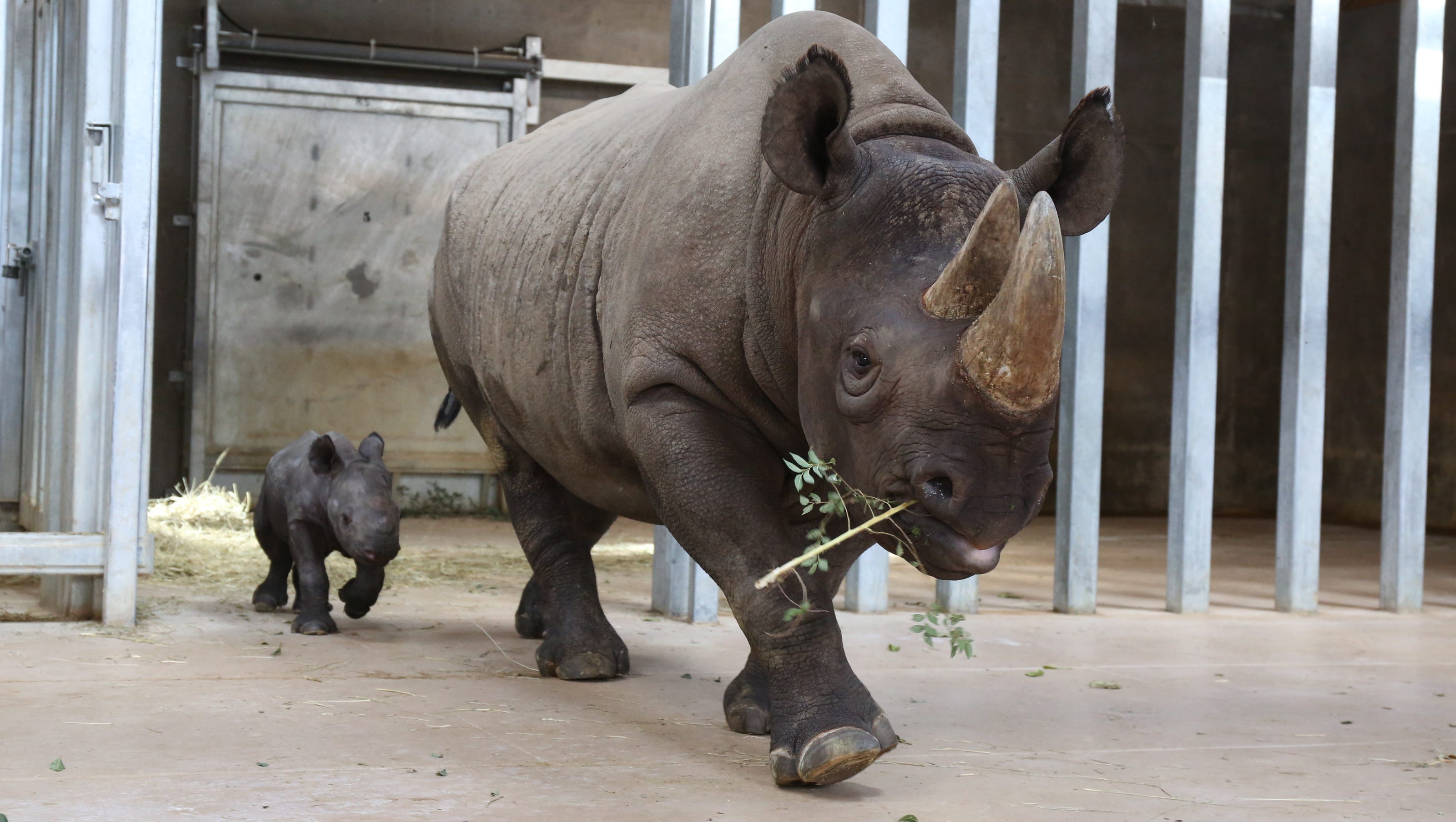 animals zoo african rhinoceros black