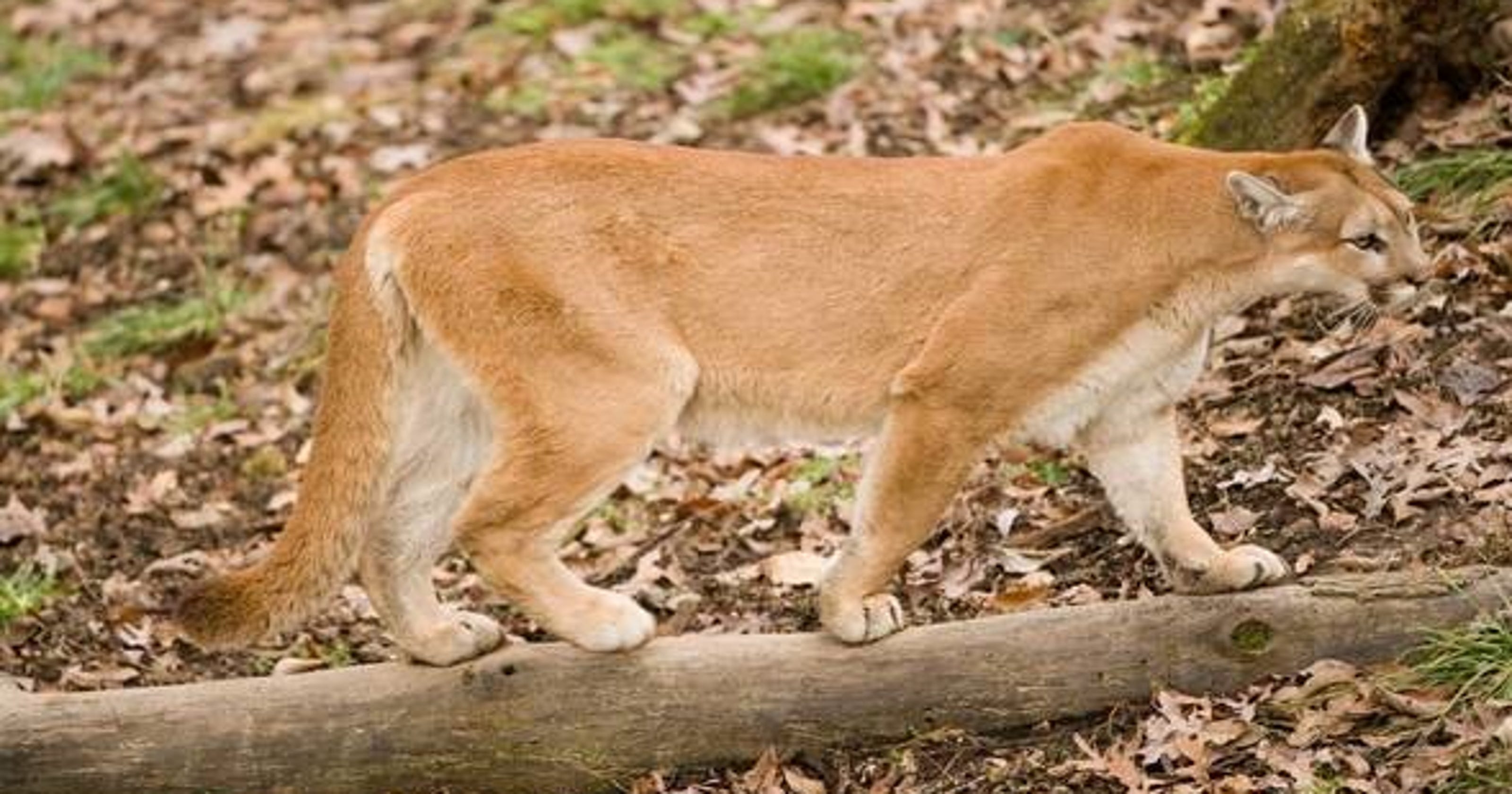 First confirmed female mountain lion in Missouri since 1994 killed elk