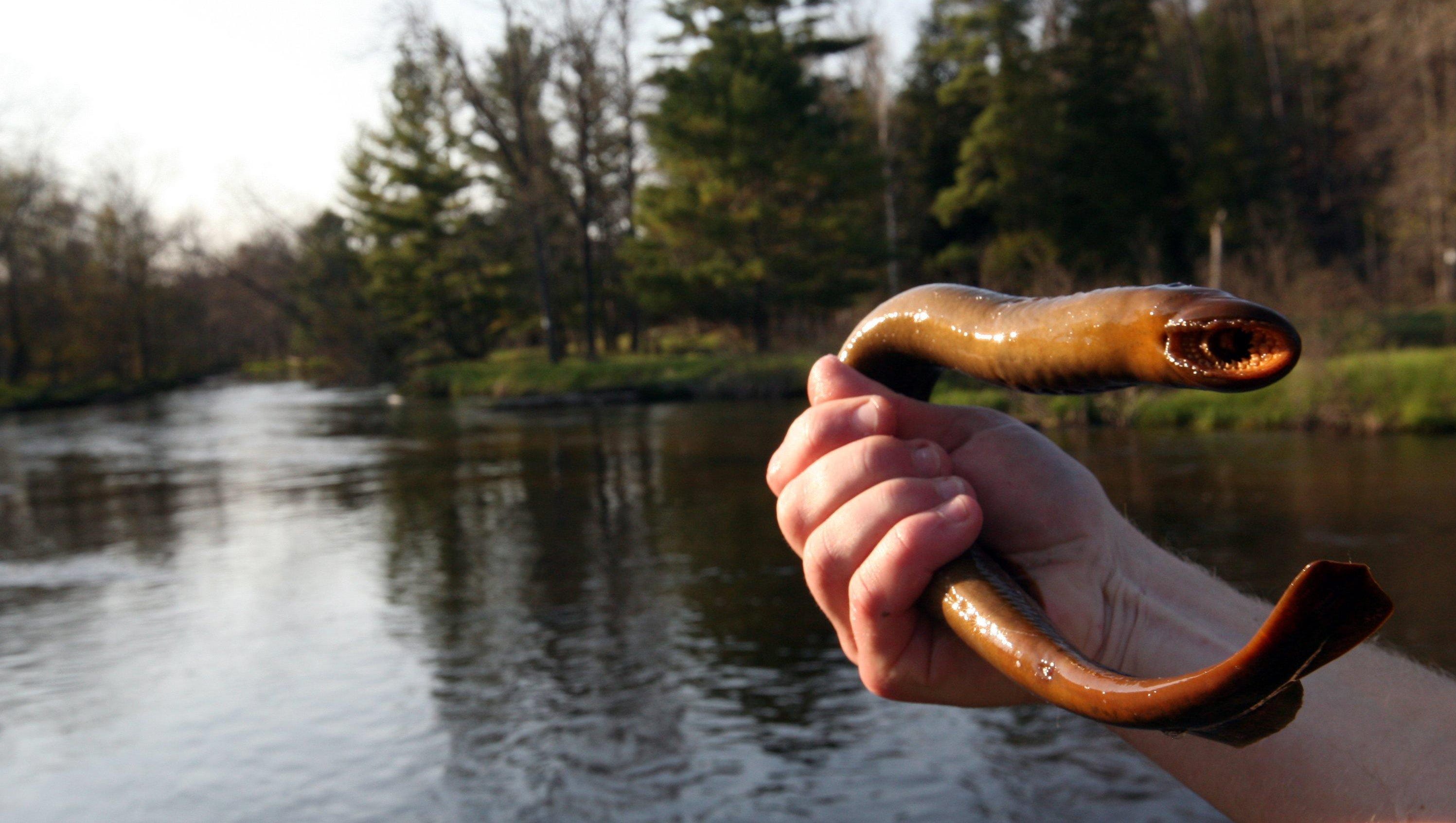 officials-sea-lamprey-numbers-down-across-great-lakes