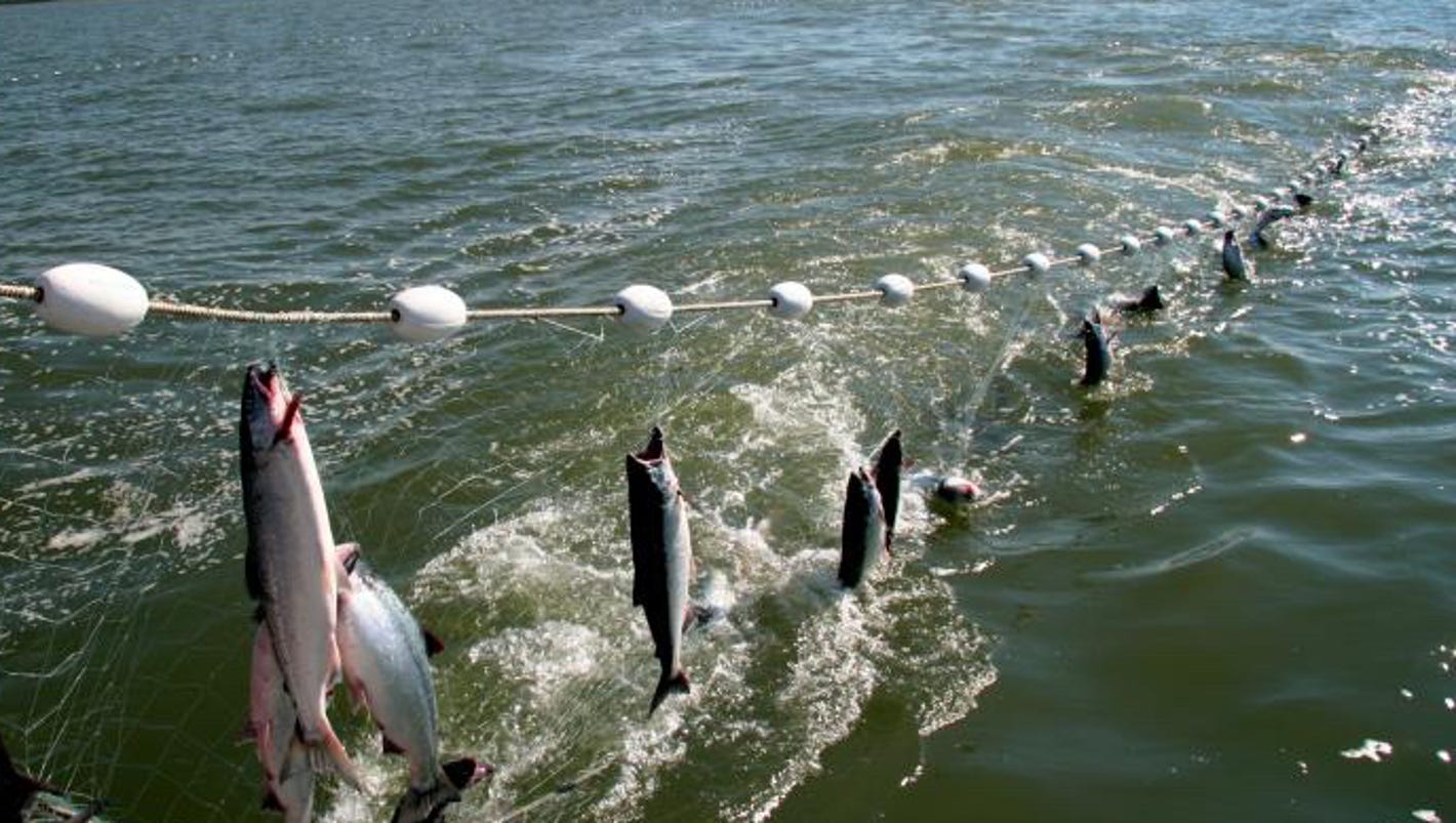 Gill Net Study Proposed On Lake Michigan