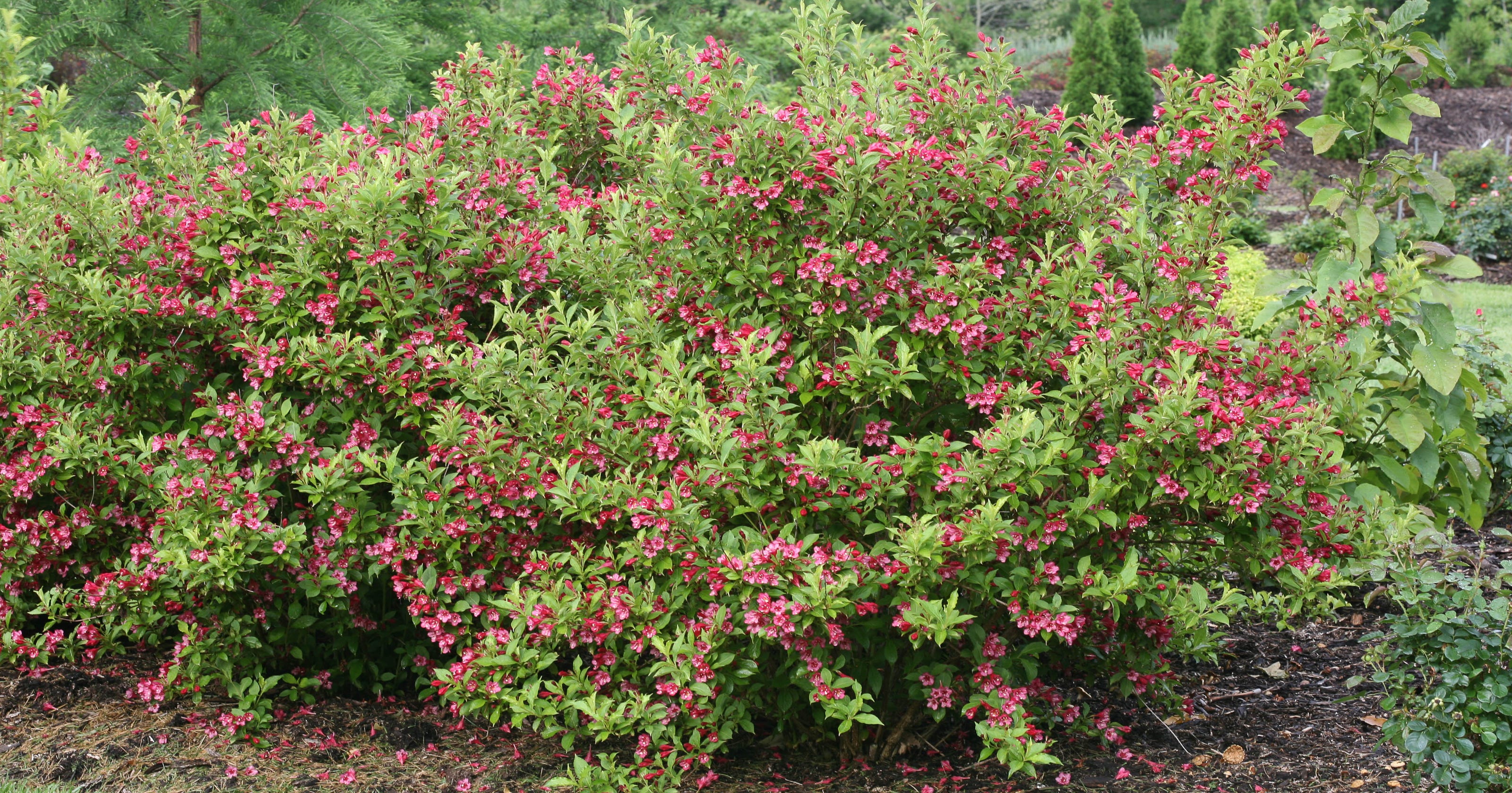 Hoosier Gardener: Old-fashioned shrub gets remake for ...