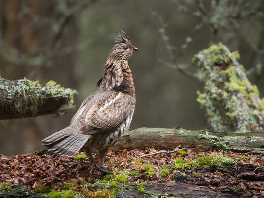 A ruffed grouse struts in a quiet forest.