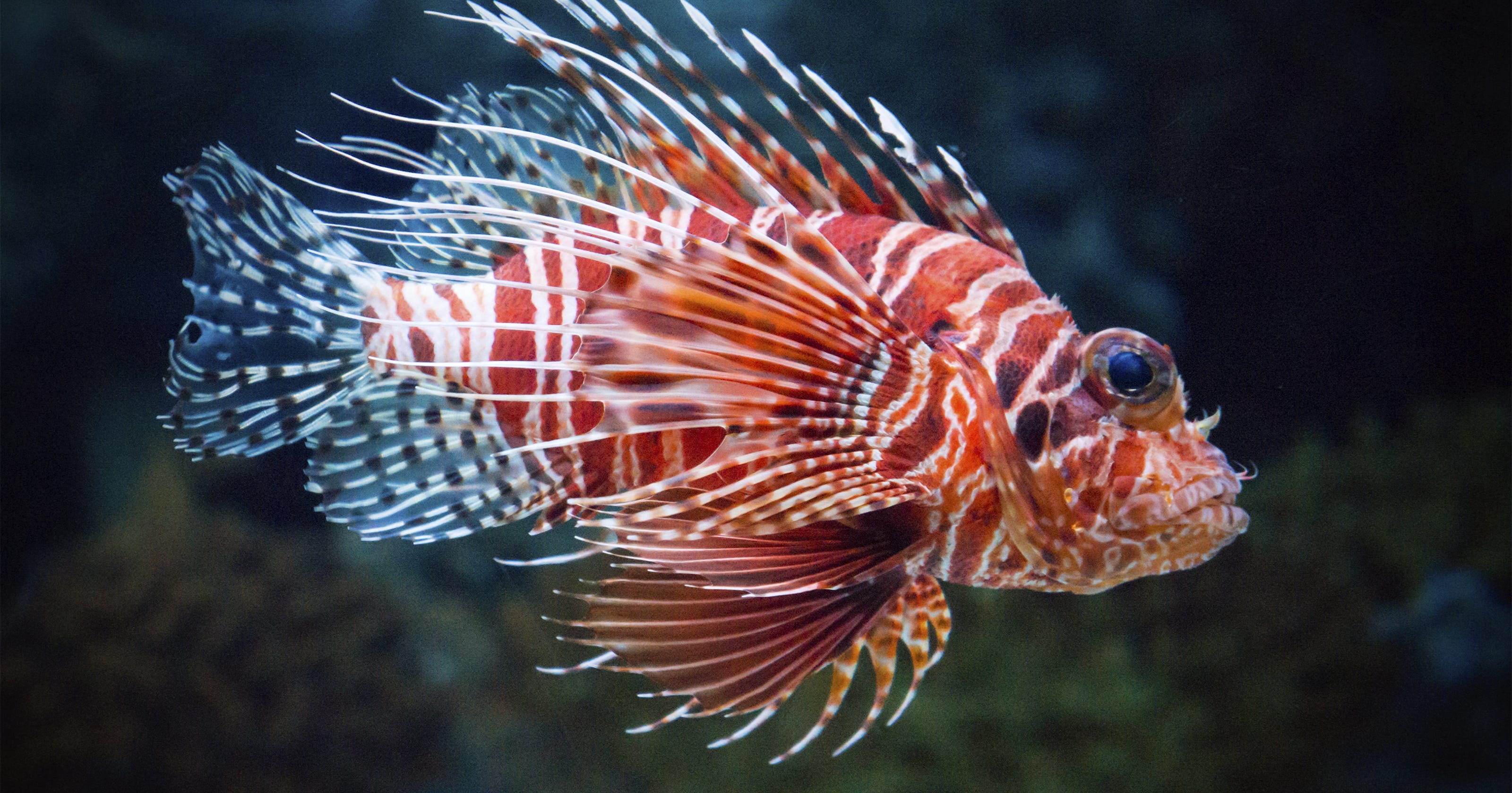 Florida lionfish egg ban approved