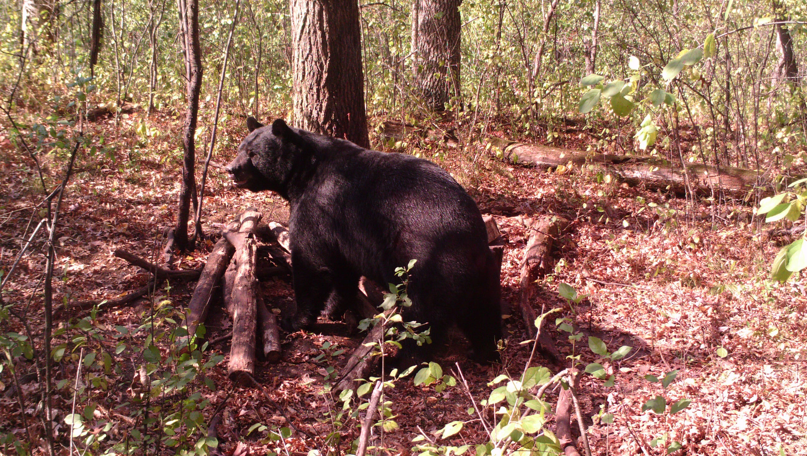 Wisconsin bear hunters register 4,129, exceed quotas in all zones