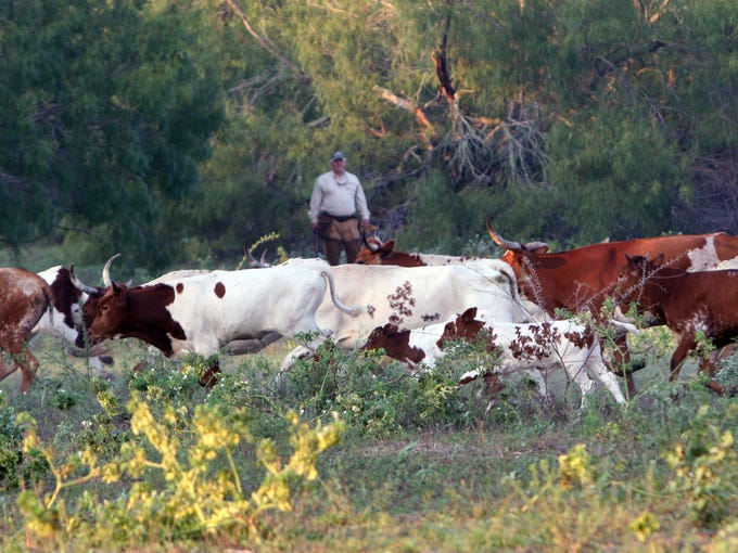 South Texas dove hunting expands and arrives early this year