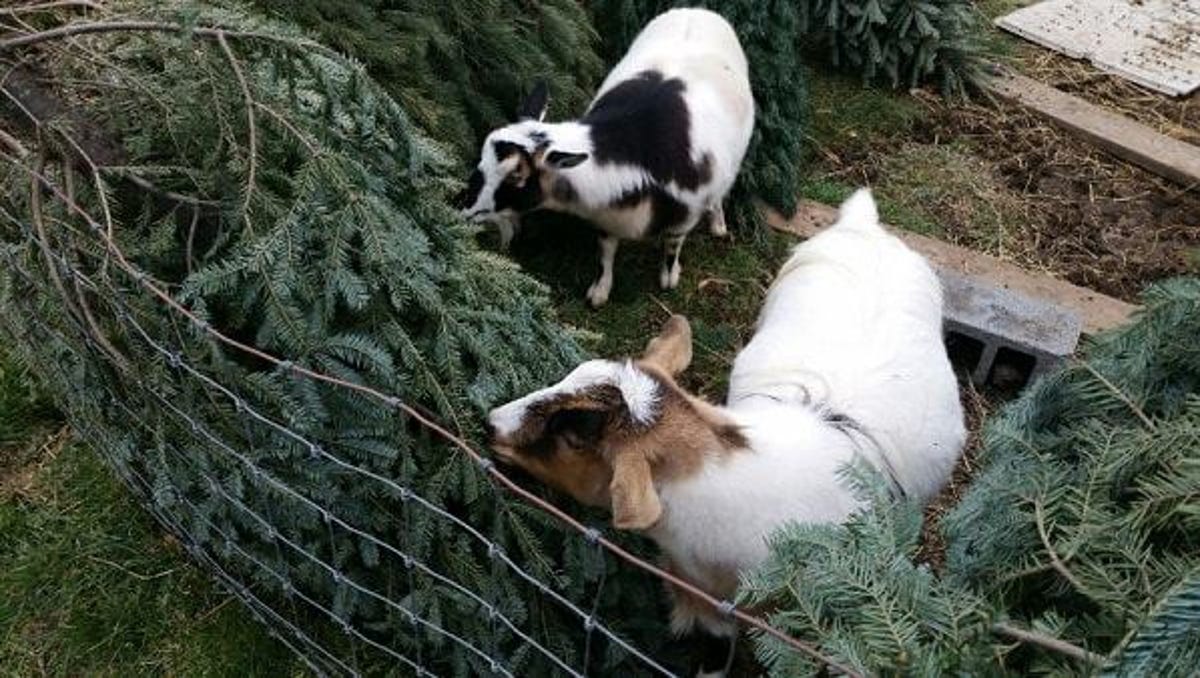 Goats Eat Her Christmas Trees