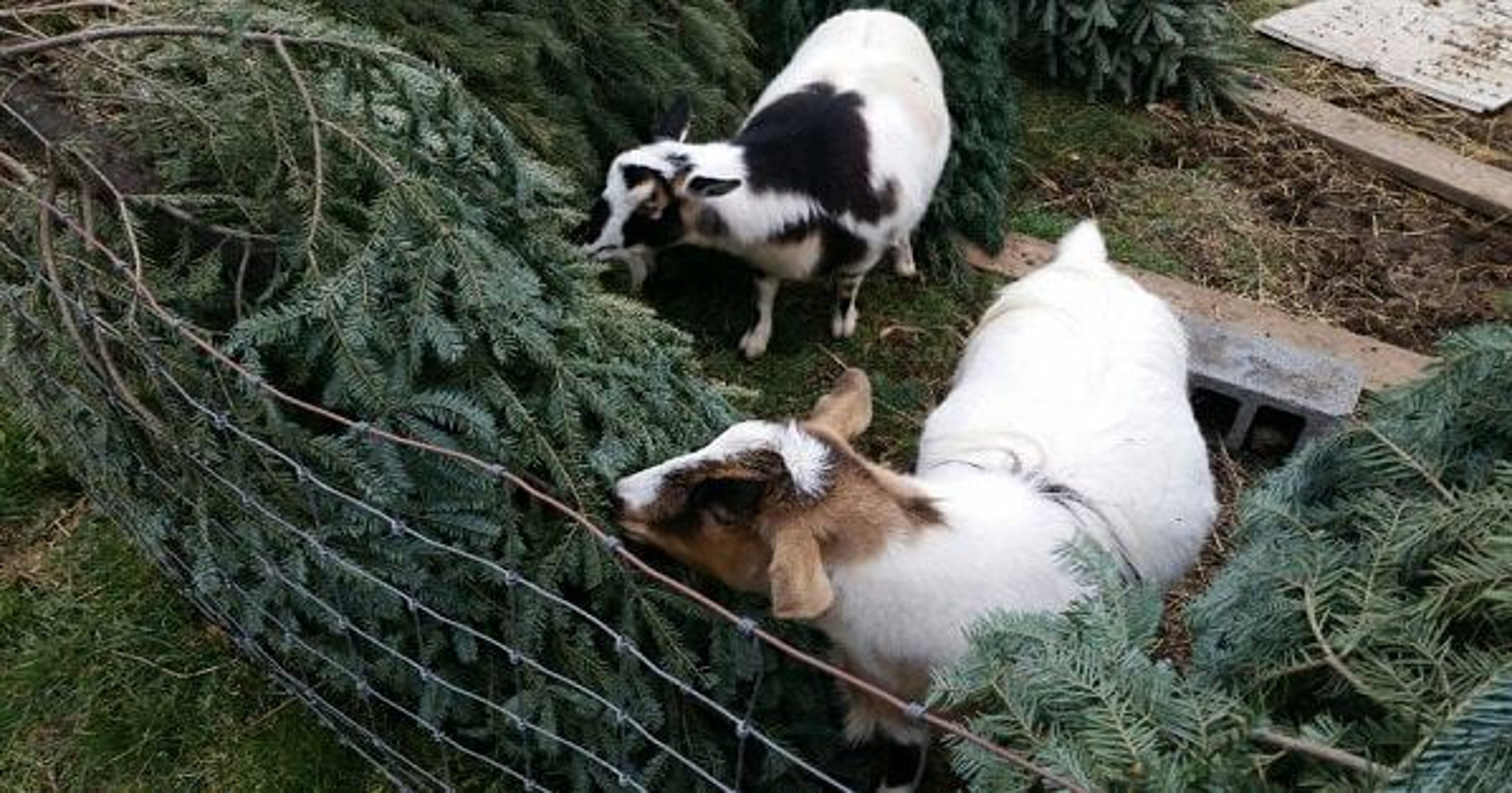 Goats eat her Christmas trees