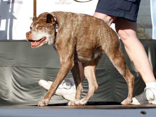 deformed-mutt-is-crowned-world-s-ugliest-dog