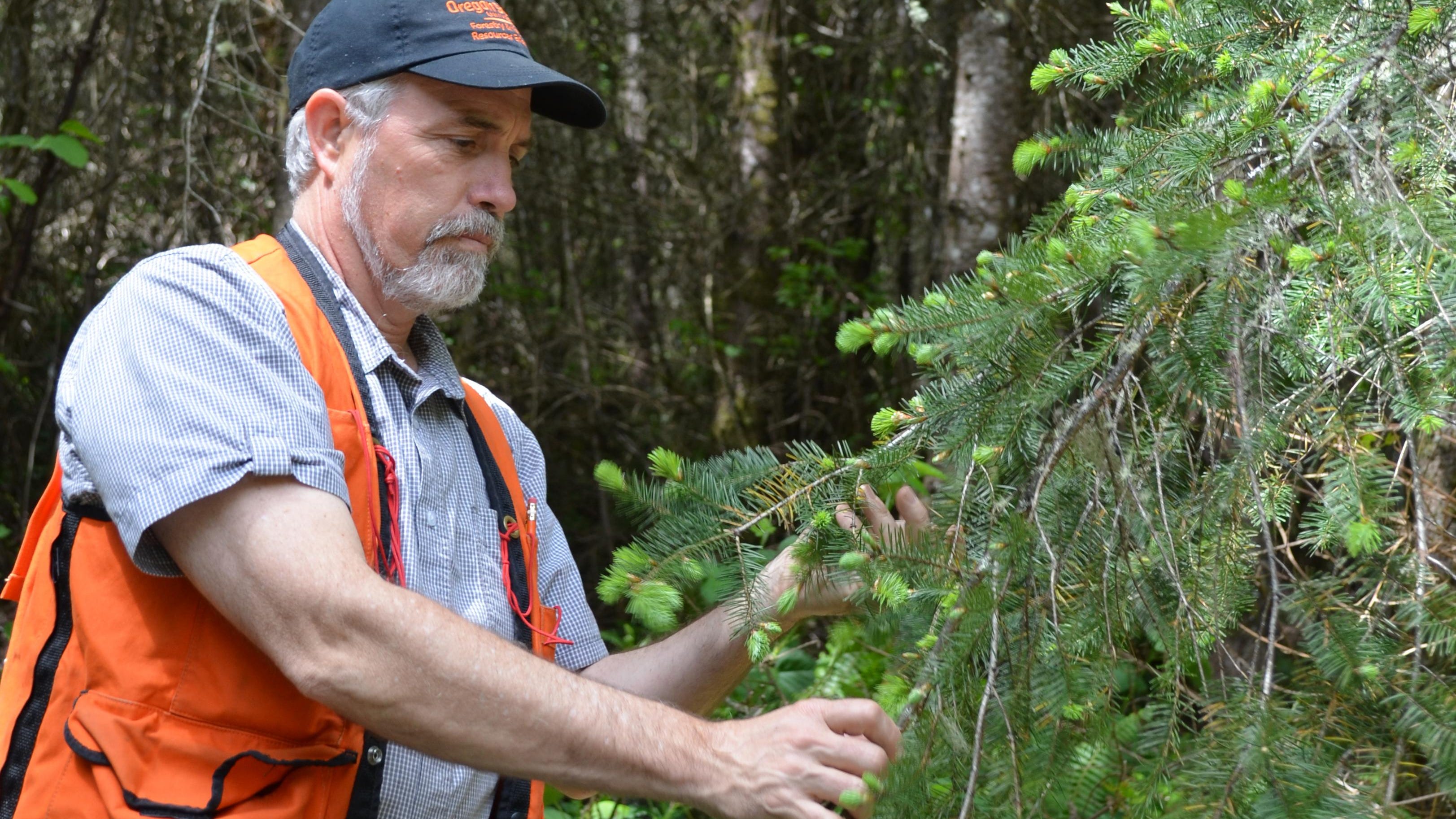 douglas fir seedlings