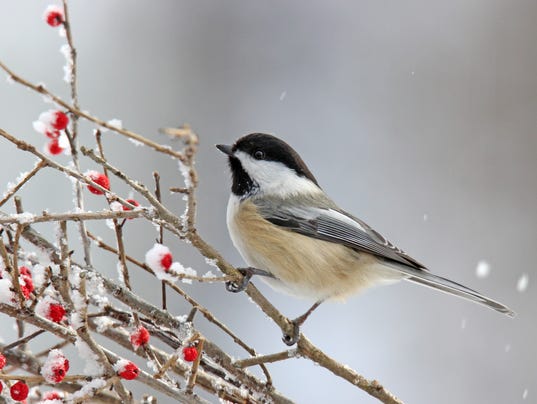 How to attract winter birds? Lay out a buffet