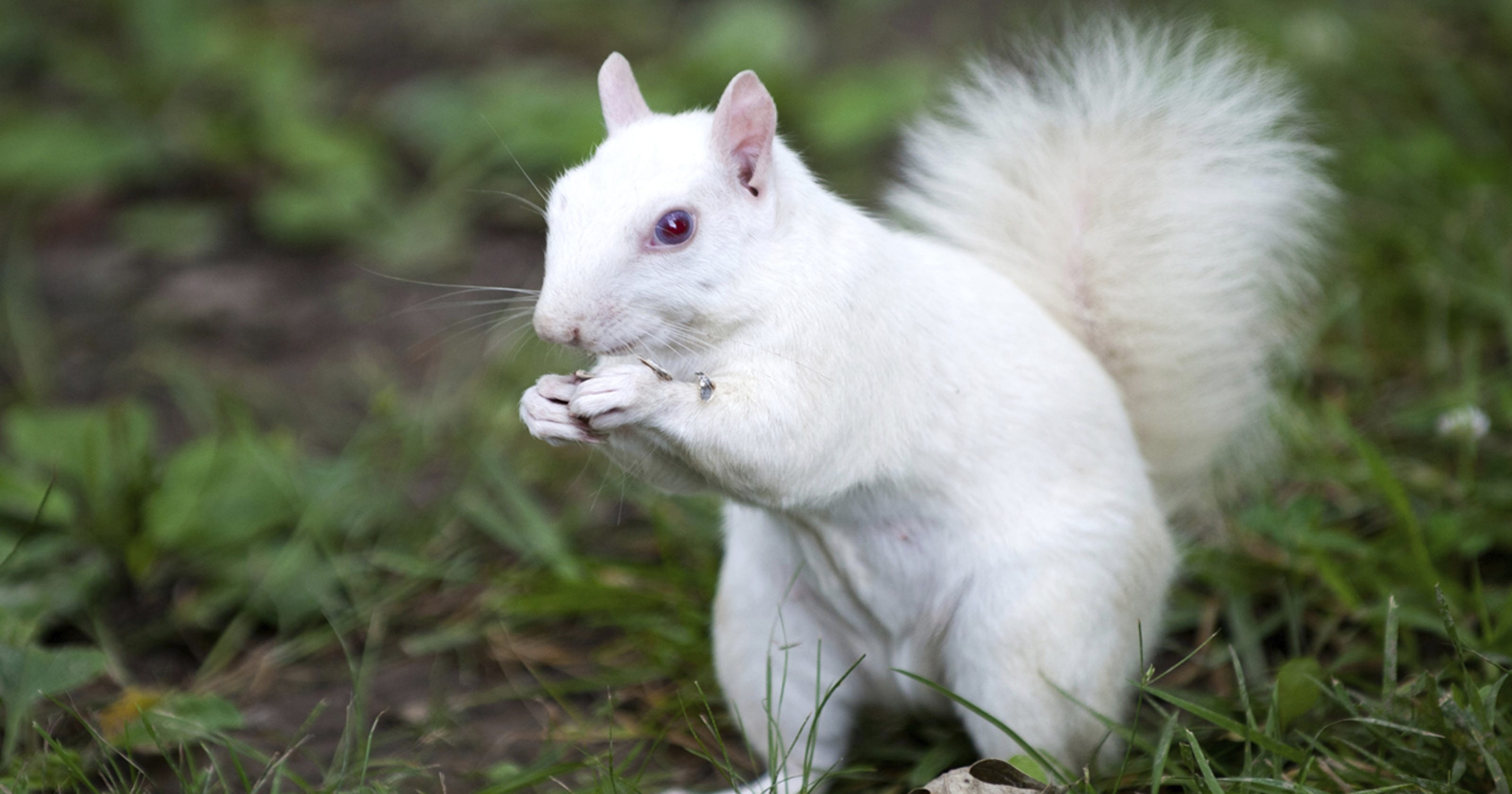 Celebrate Groundhog Day Plus White Squirrels This Weekend 