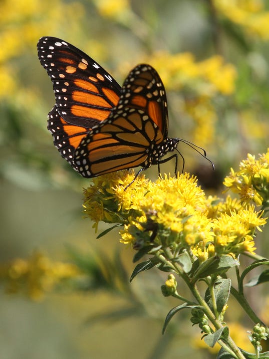 Iowa launches plan to save threatened Monarch butterflies