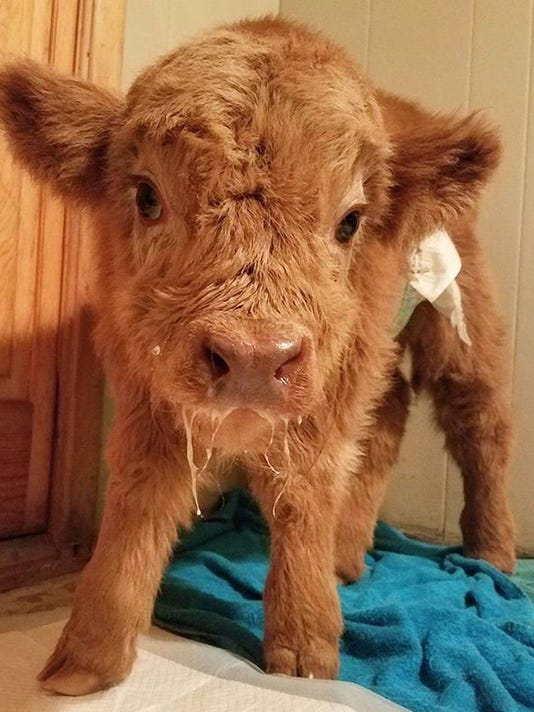 Burnsville Farm S Highland Cows Capture Instagram S Attention