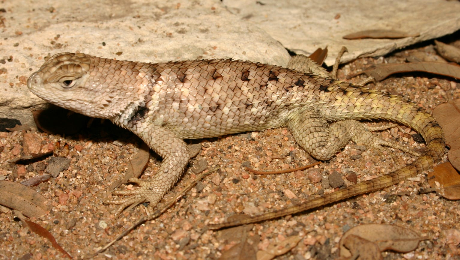 Wild About Texas: Twin-spotted Spiny Lizards Are Wary, Often Hidden