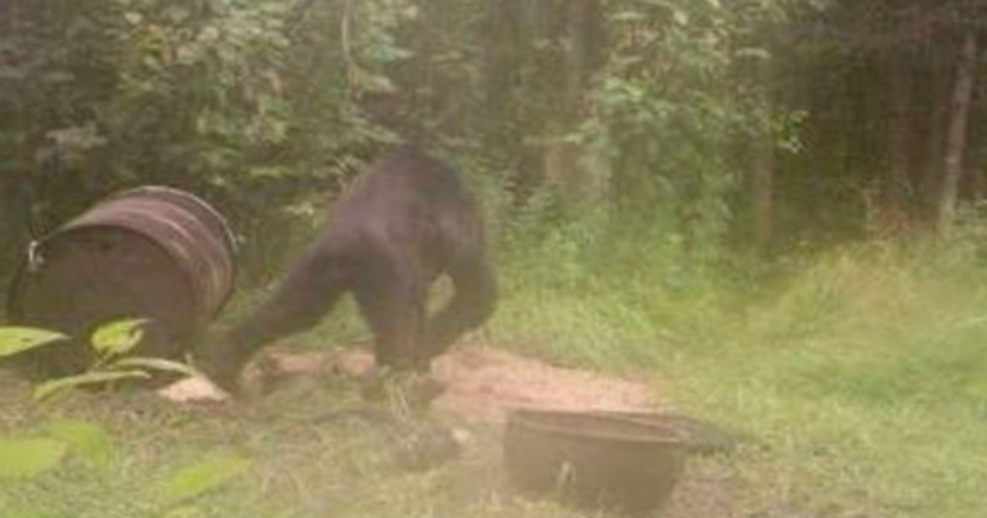 Bigfoot In The U P Trail Cam Photo Spurs Debate