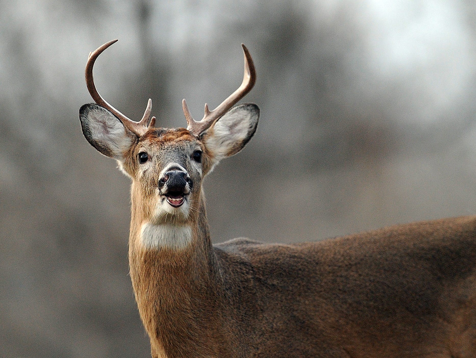 What To Do If You're About To Hit A Deer With Your Car