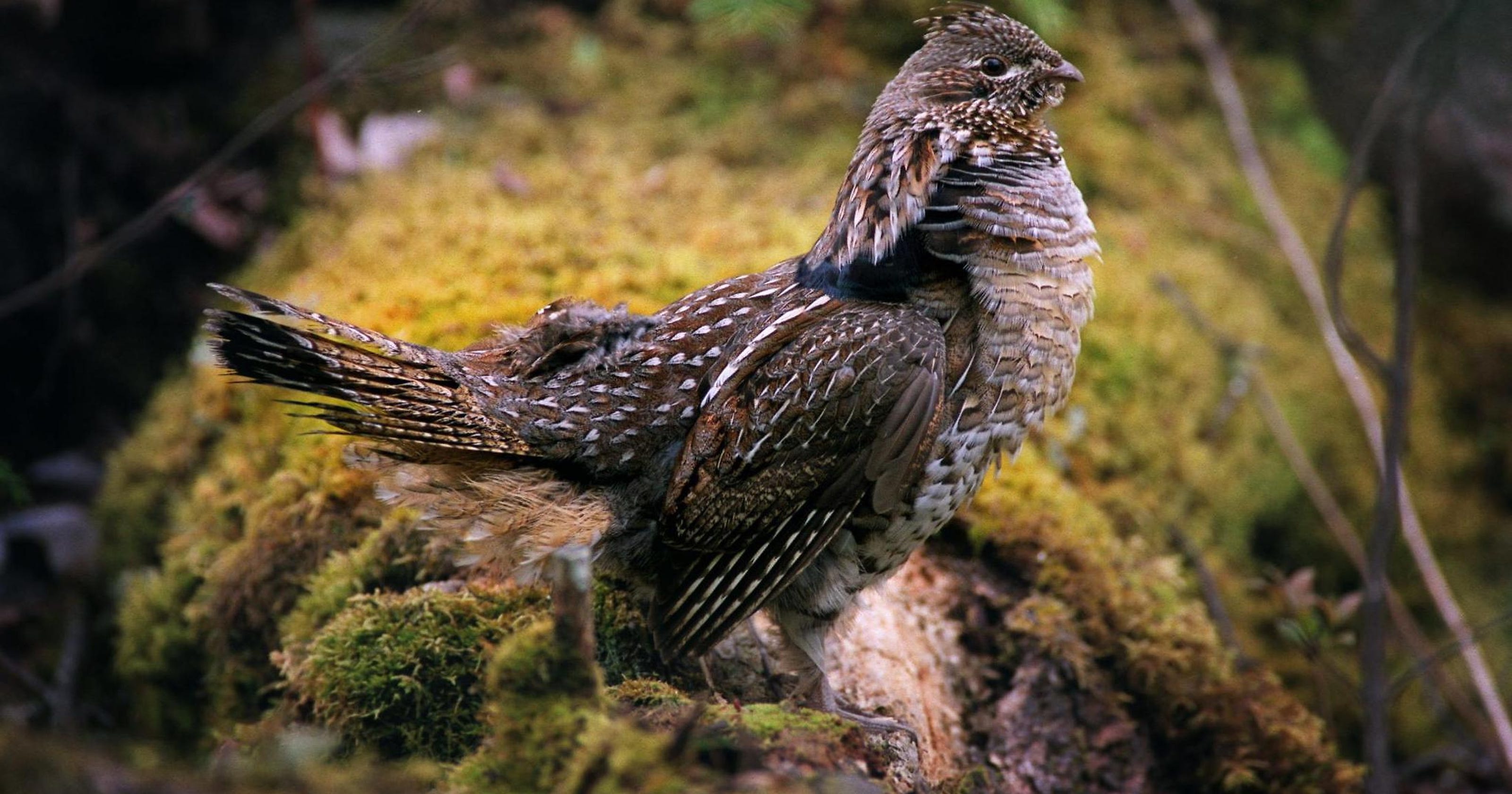 Ruffed grouse drumming counts up 41 statewide