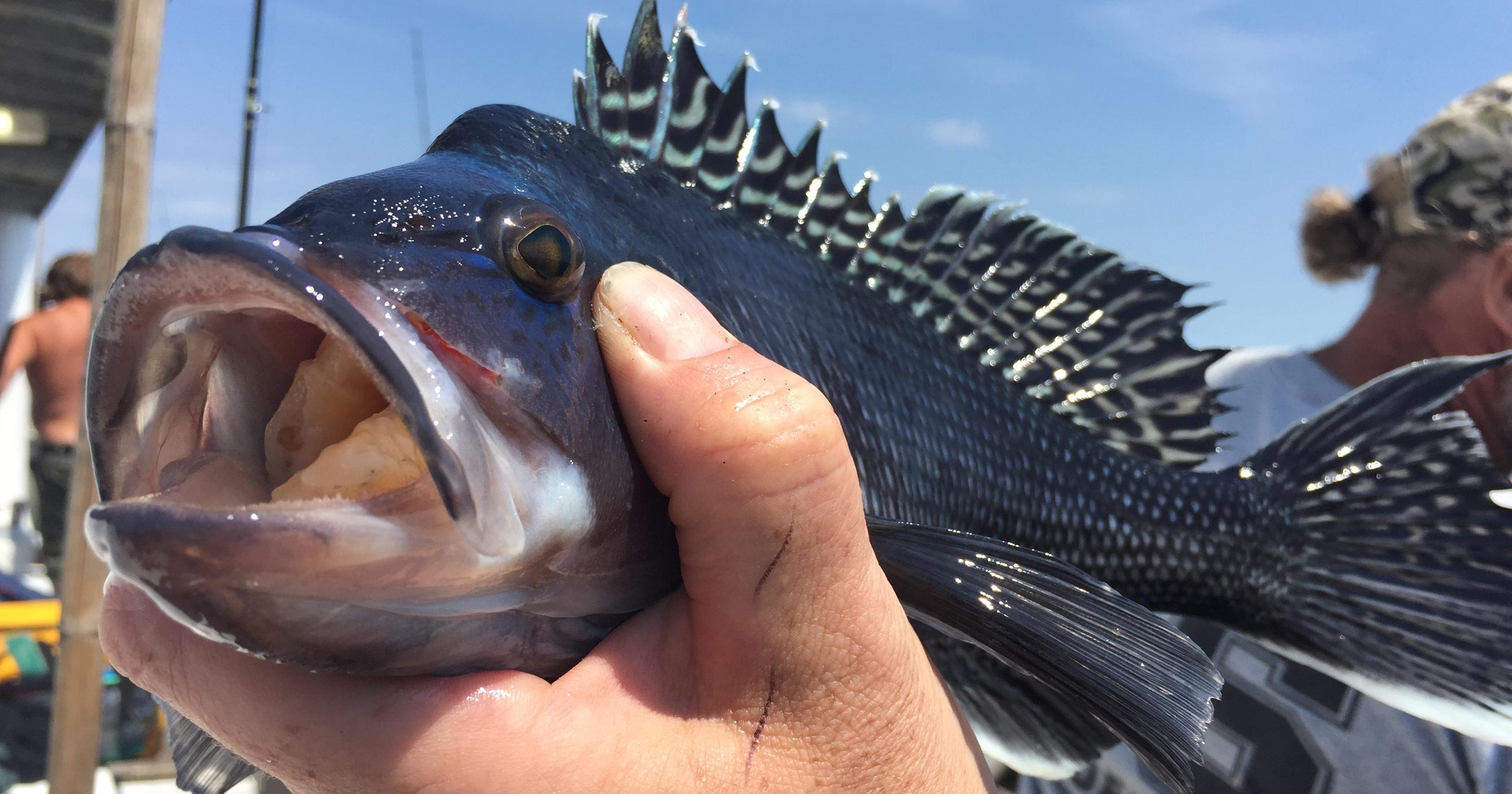 Inshore Fishing For Black Sea Bass