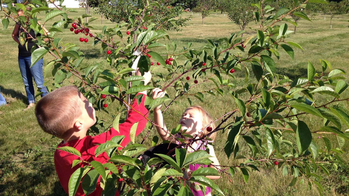 Cherry picking begins in Door County