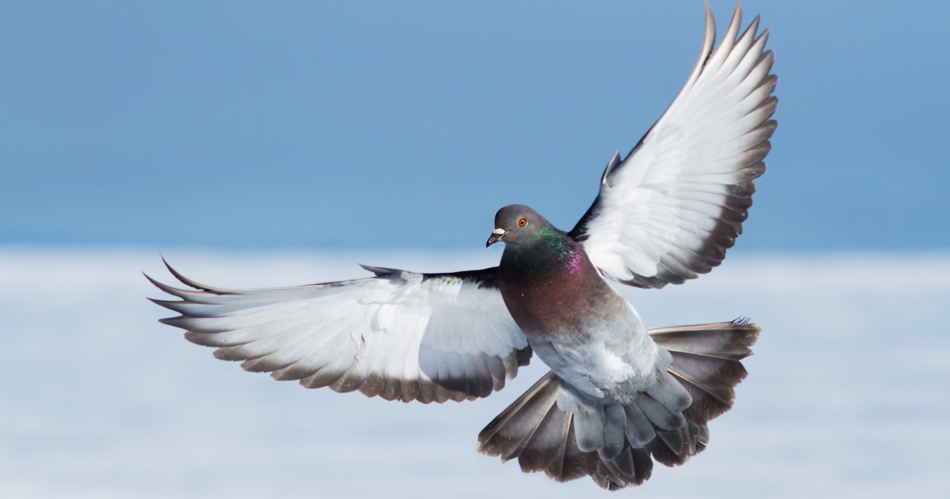 Outdoors Dove hunting season in NY? There's a chance