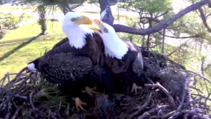 Southwest Florida Eagle Cam