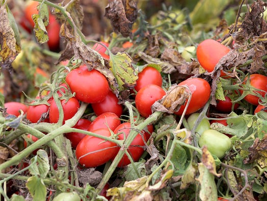 Tremendous tomato harvest keeps Red Gold humming