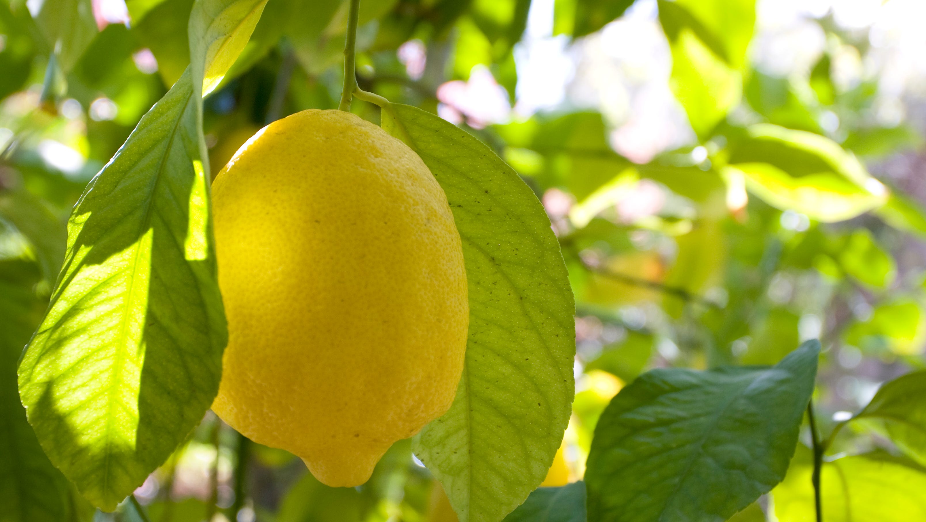 Urban Farm Nursery In Phoenix Puts Fruit Tree Education Program Online