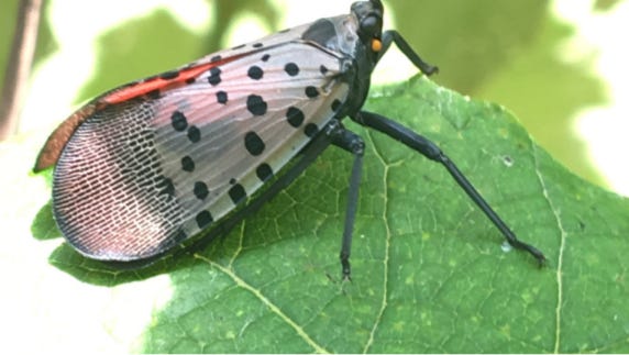 The invasive spotted lanternfly has been seen throughout Delaware.