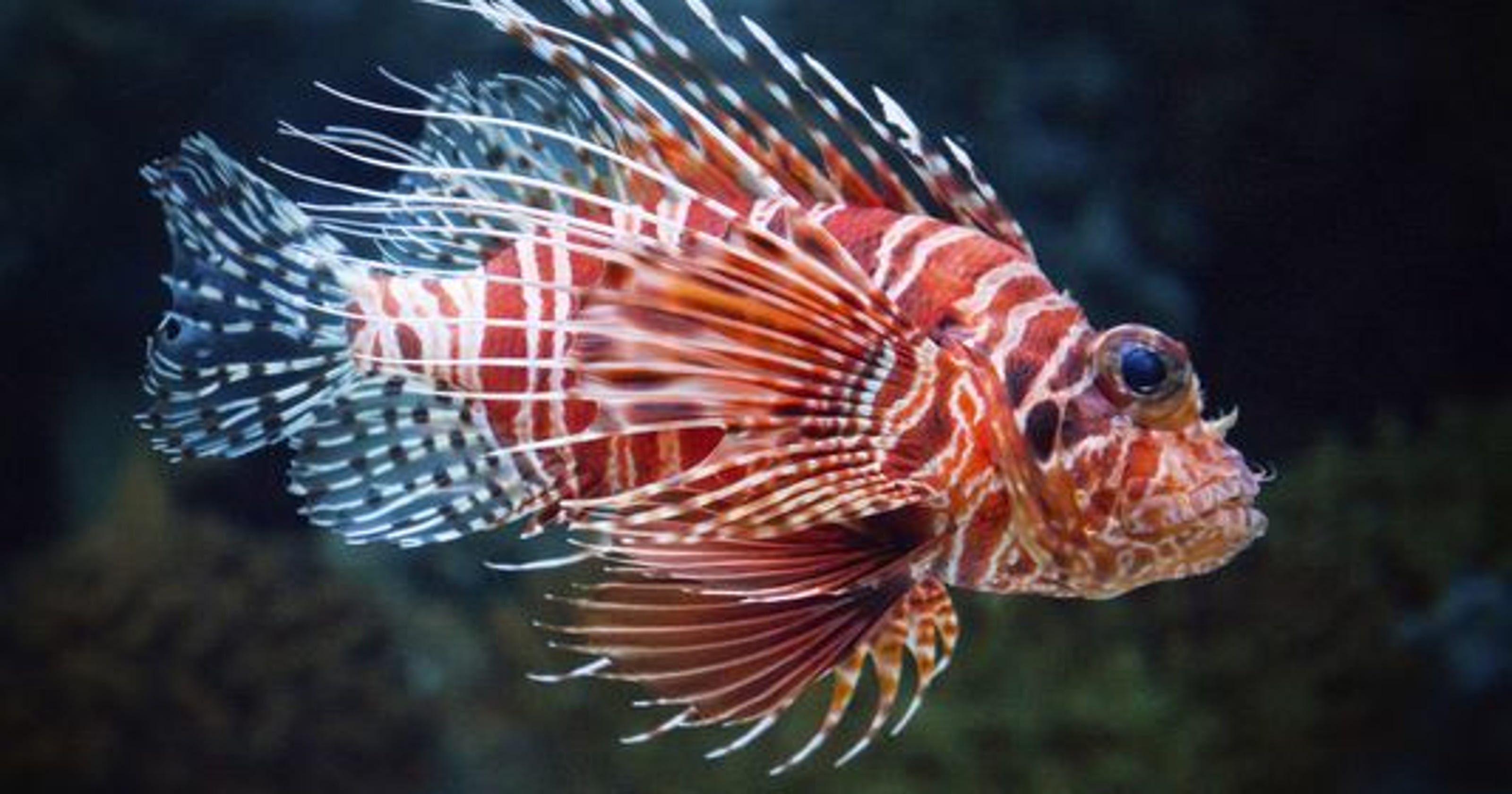 Want to eat lionfish? Go to Publix