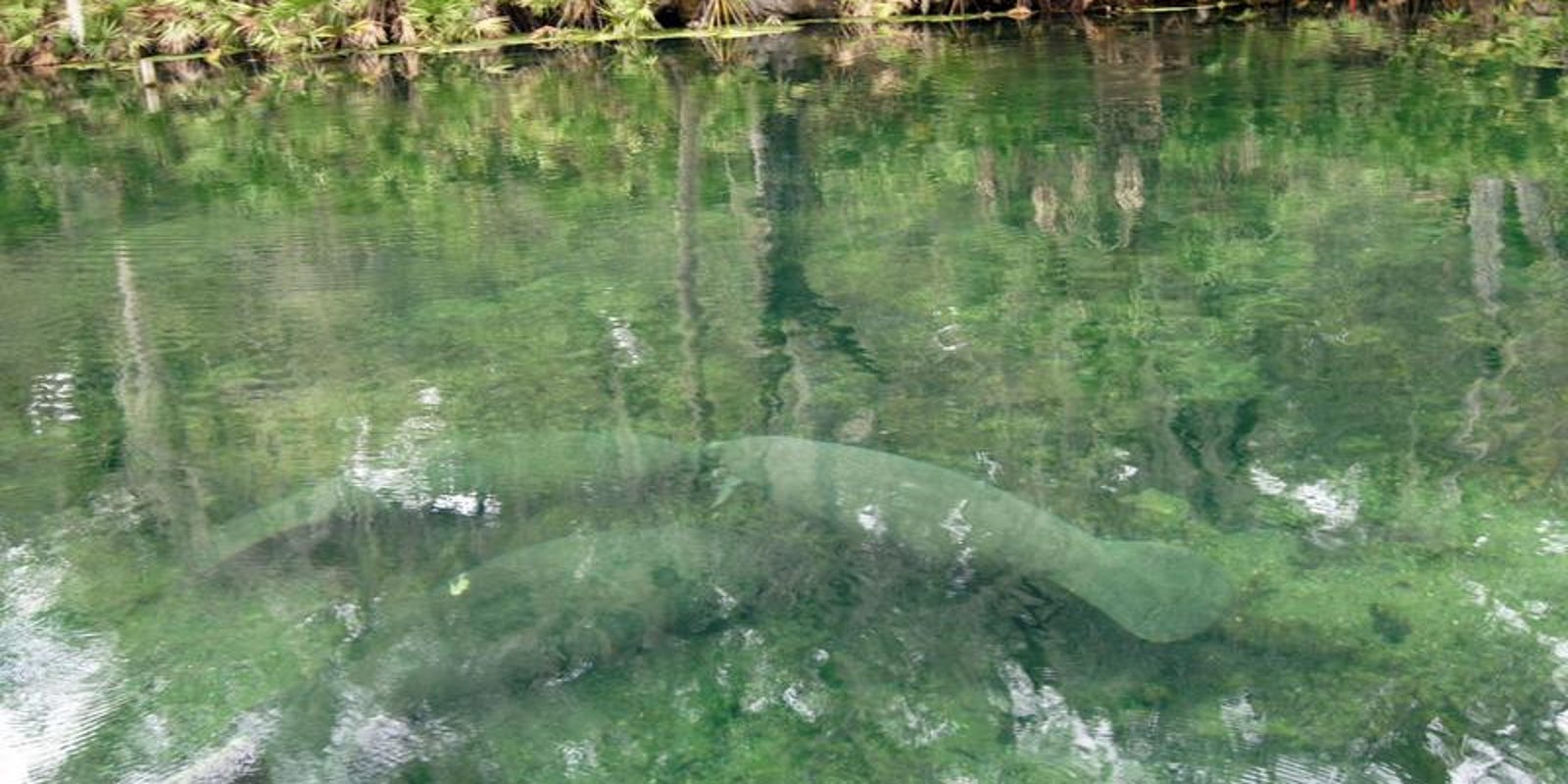 Manatee Season For Viewing At Peak Through Early Spring