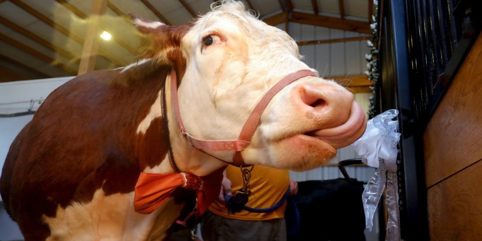 Dudley Steer With Prosthetic Foot And Mascot Of Gentle Barn In