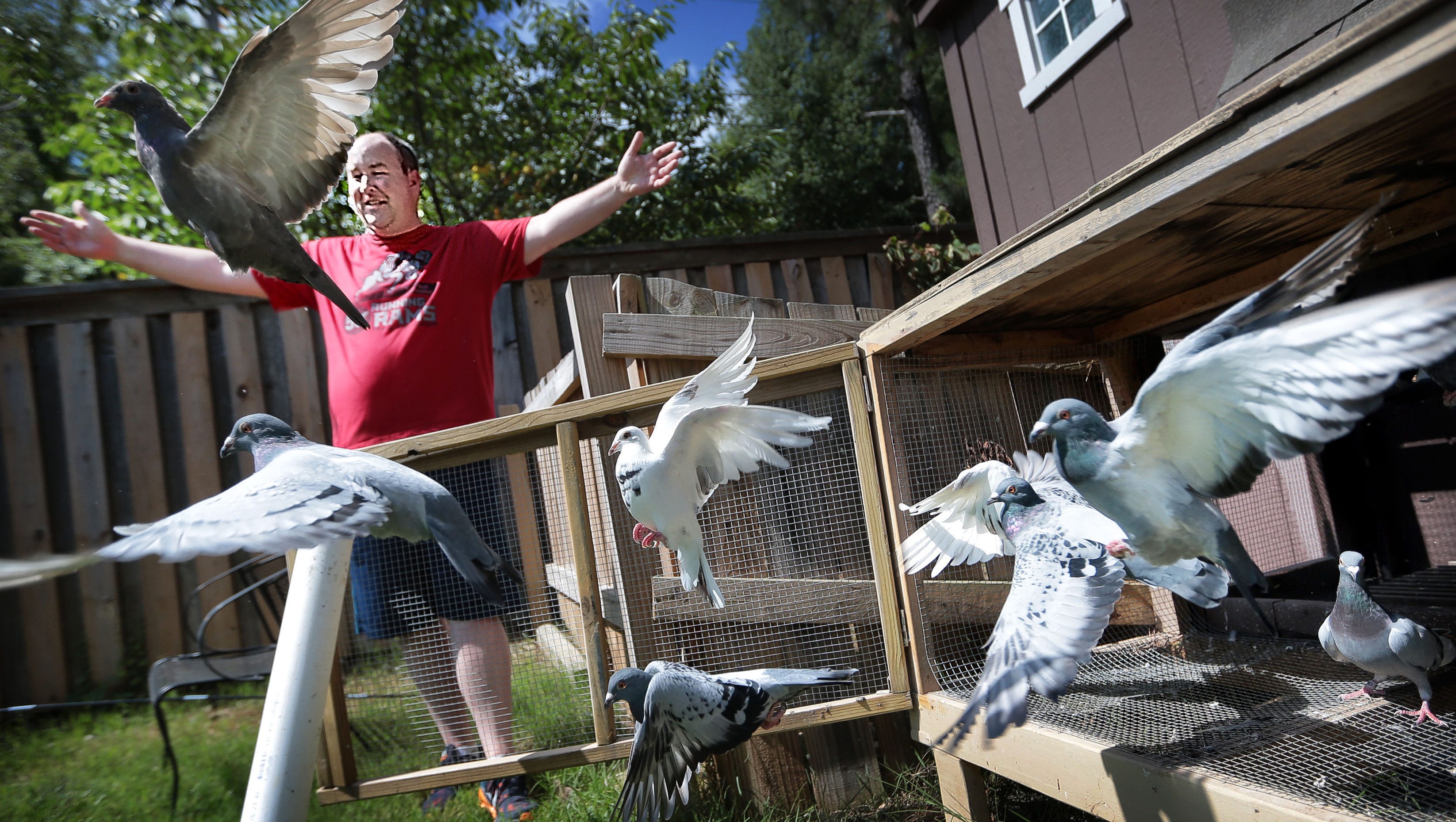 The Beifuss File: Pigeon-racing police officer coos over 'feathered  thoroughbreds'