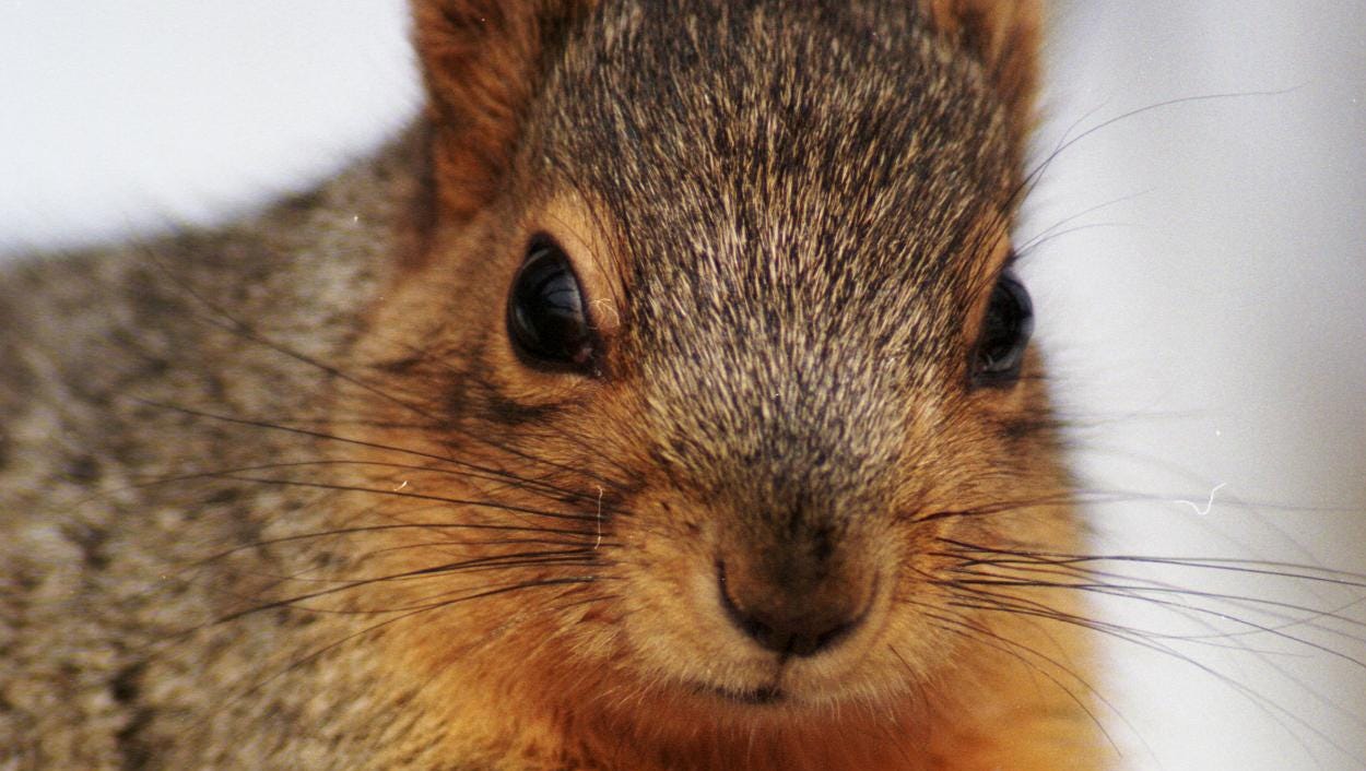 True Story: Indy's Squirrel Invasion Of 1822