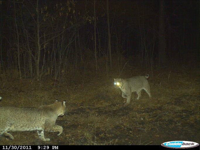 Bobcats in Wisconsin