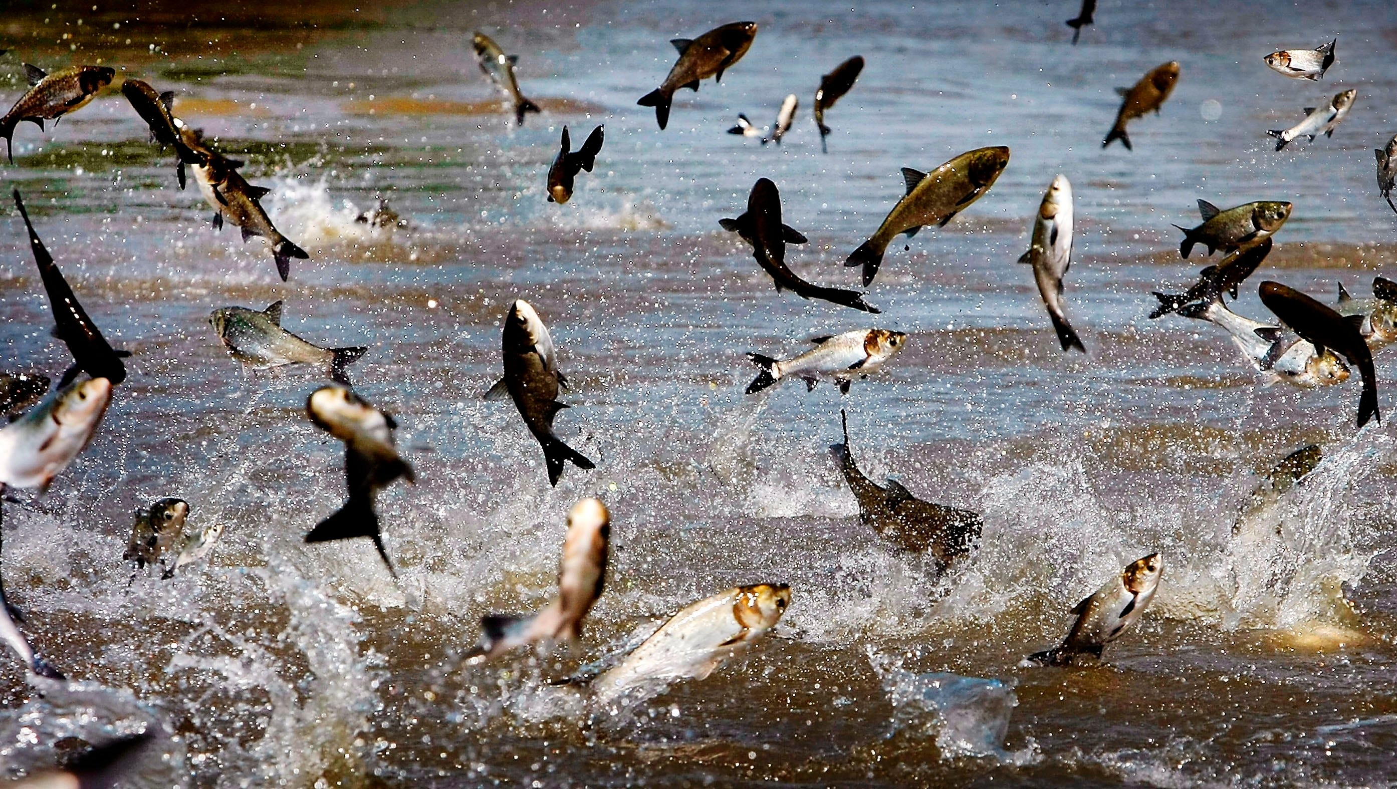 asian carp invasive species