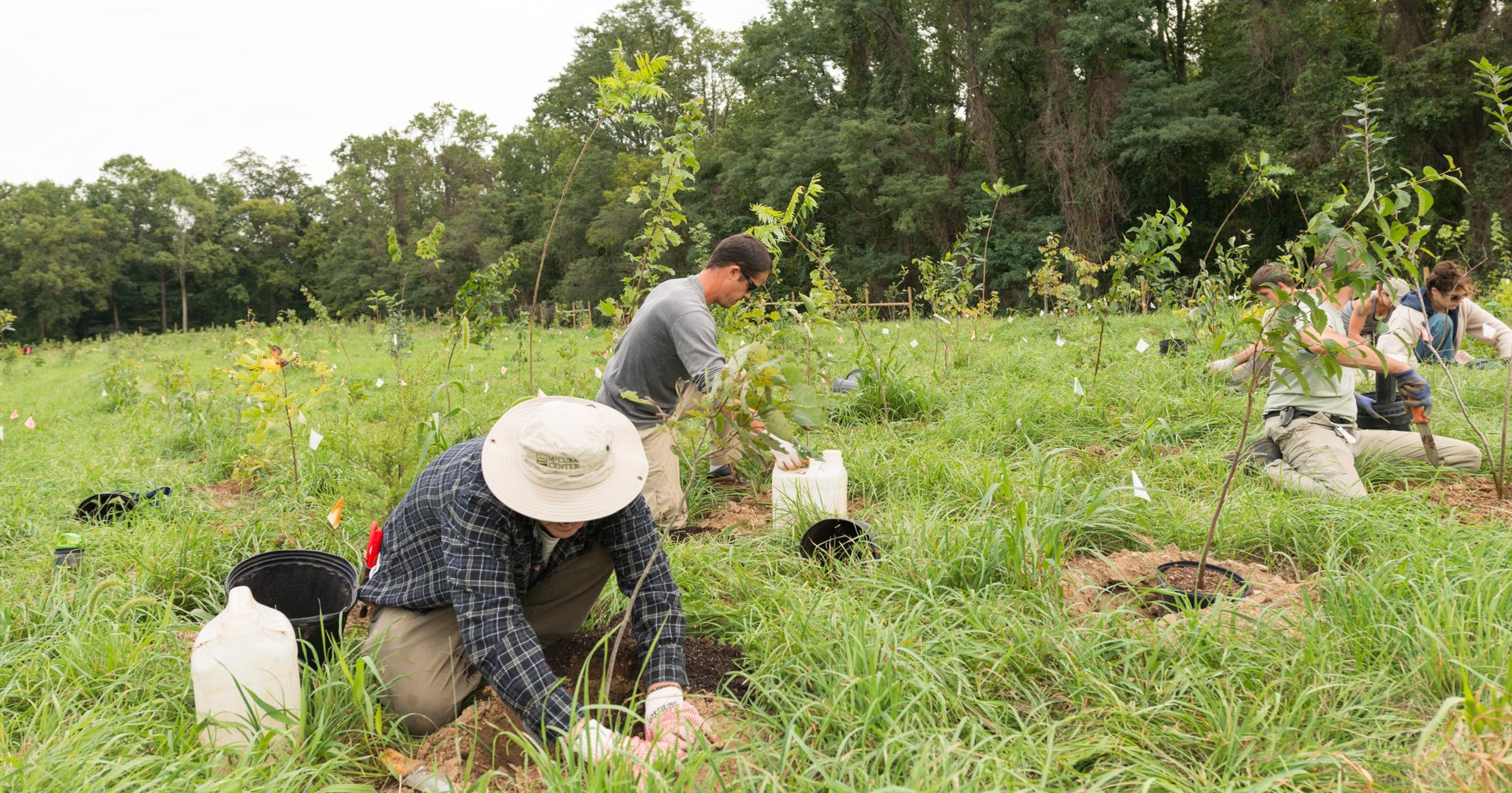 Mt. Cuba starts 20-year study of 6 reforestation styles