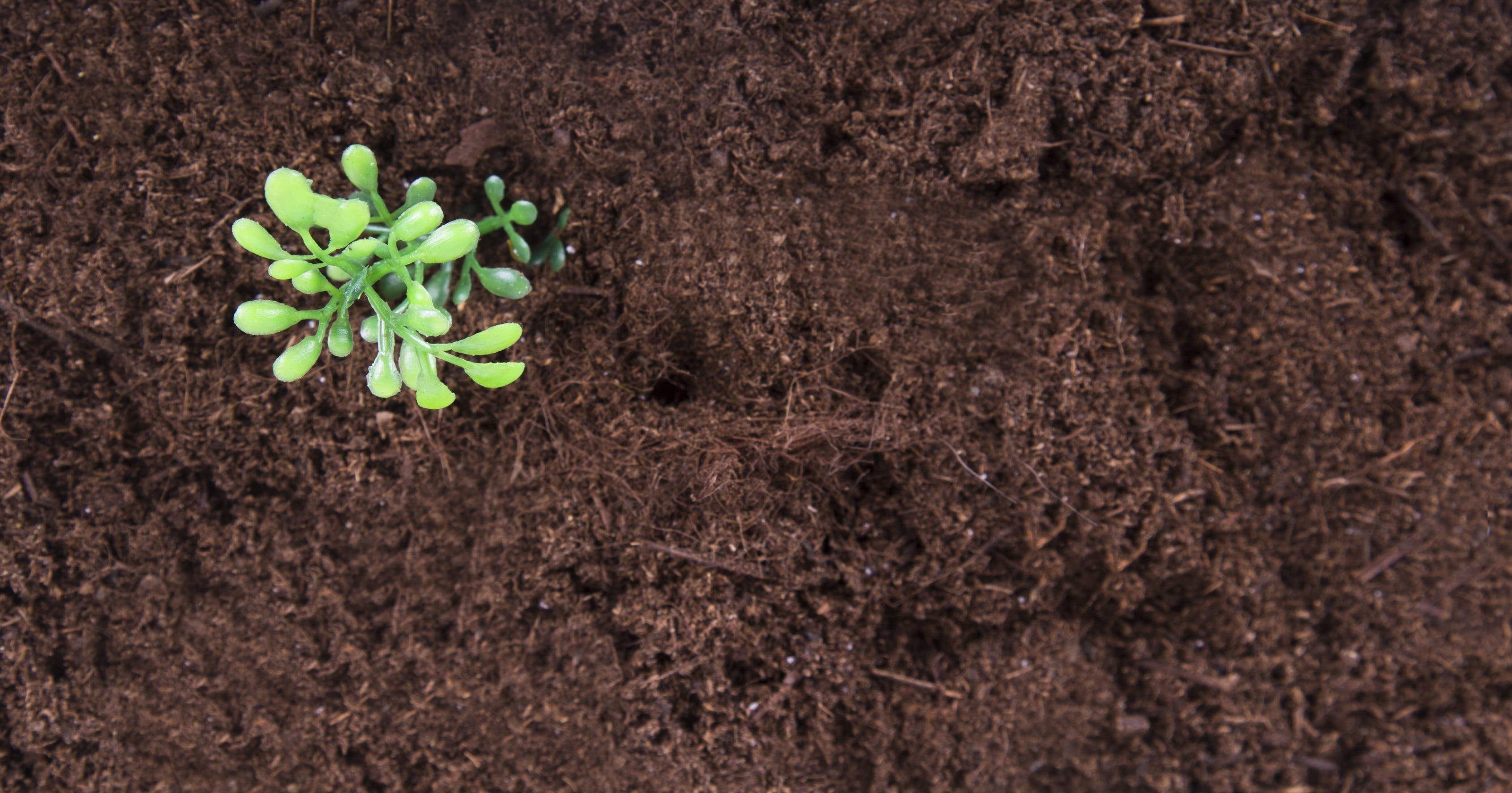 Healthy Soil Makes For A Healthy Garden