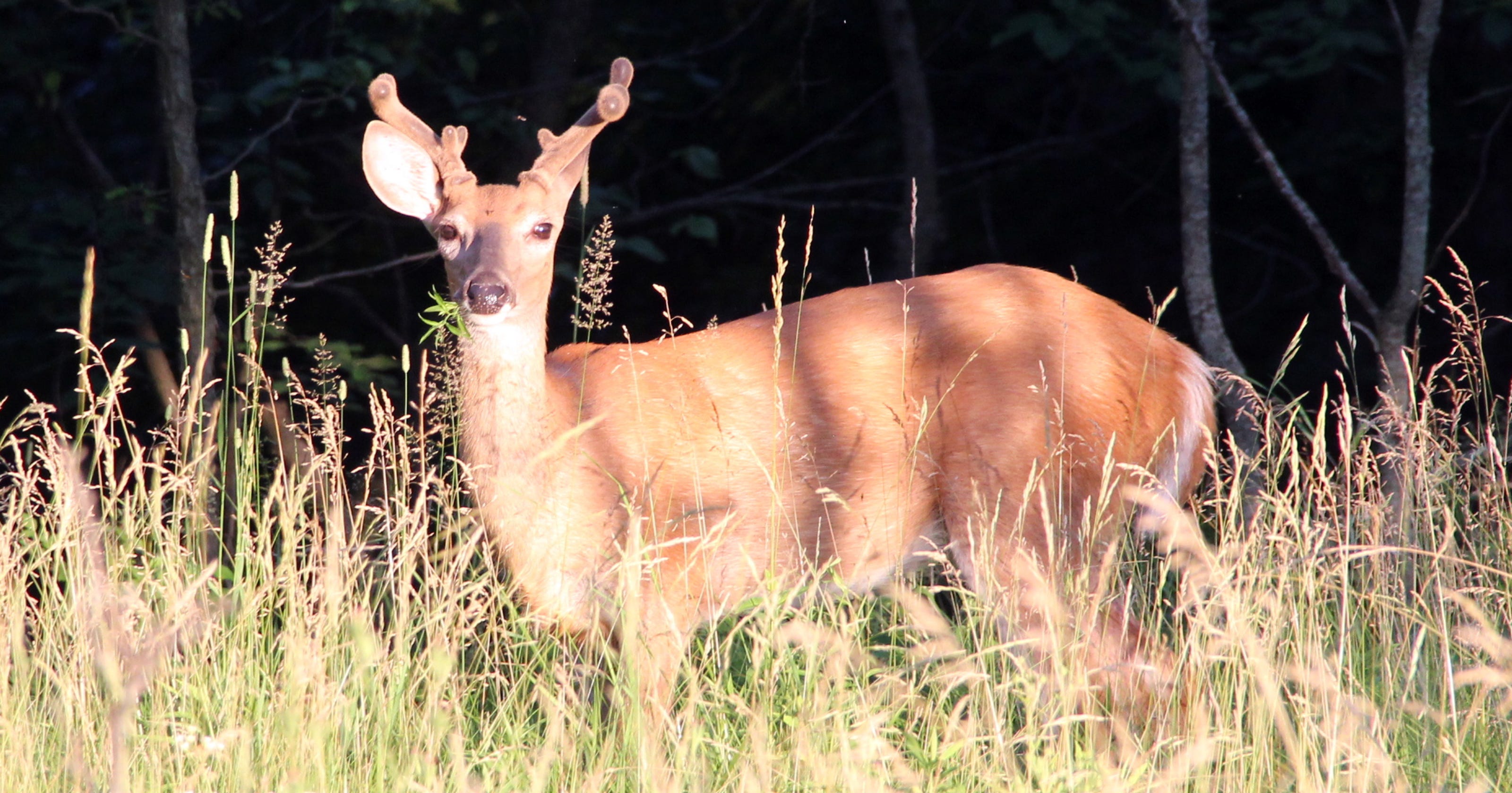 Deer baiting and feeding remain illegal in CWDaffected counties in