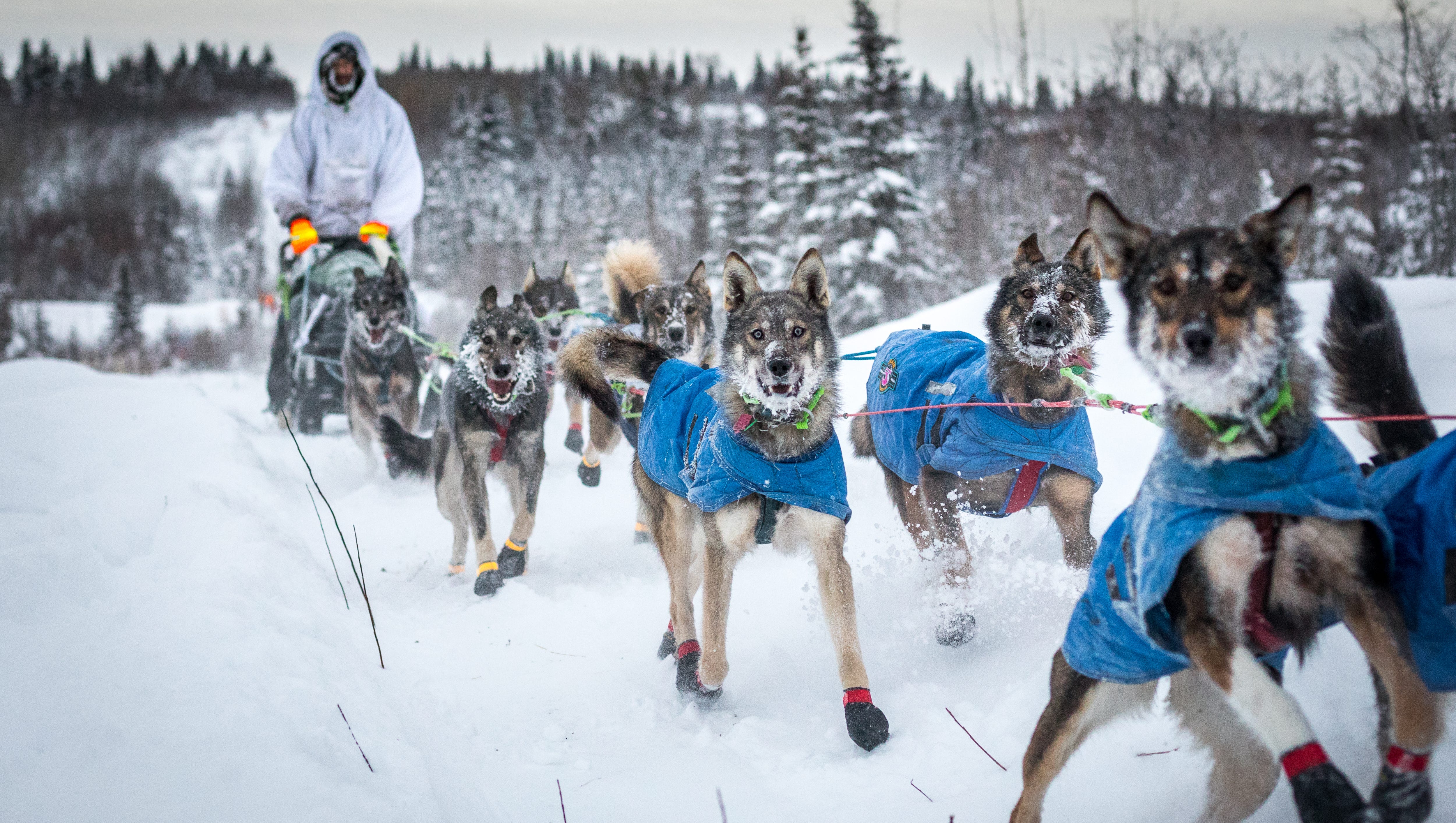 how many dogs died in the iditarod race 2018