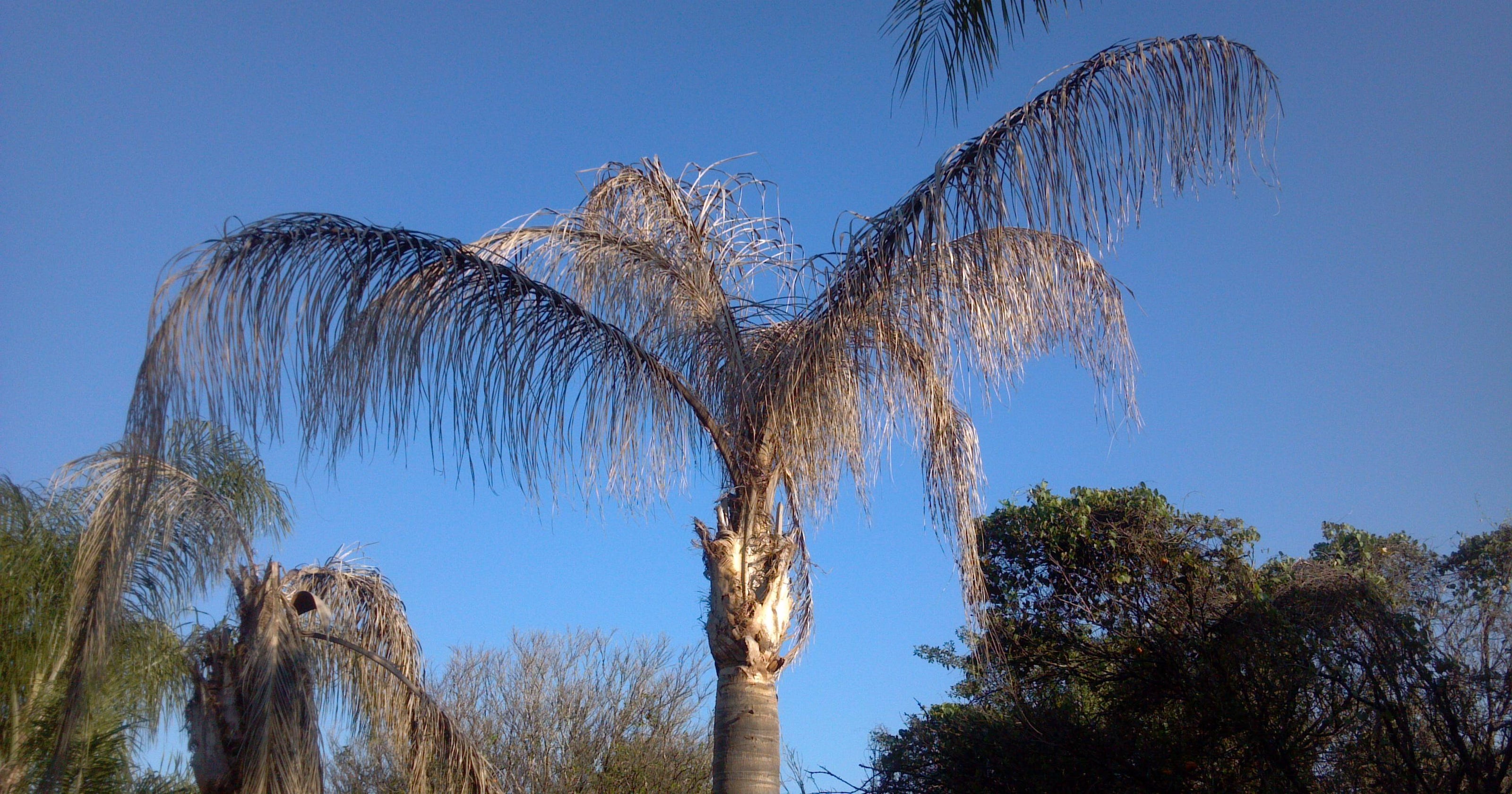 Protect your palm trees from fatal diseases